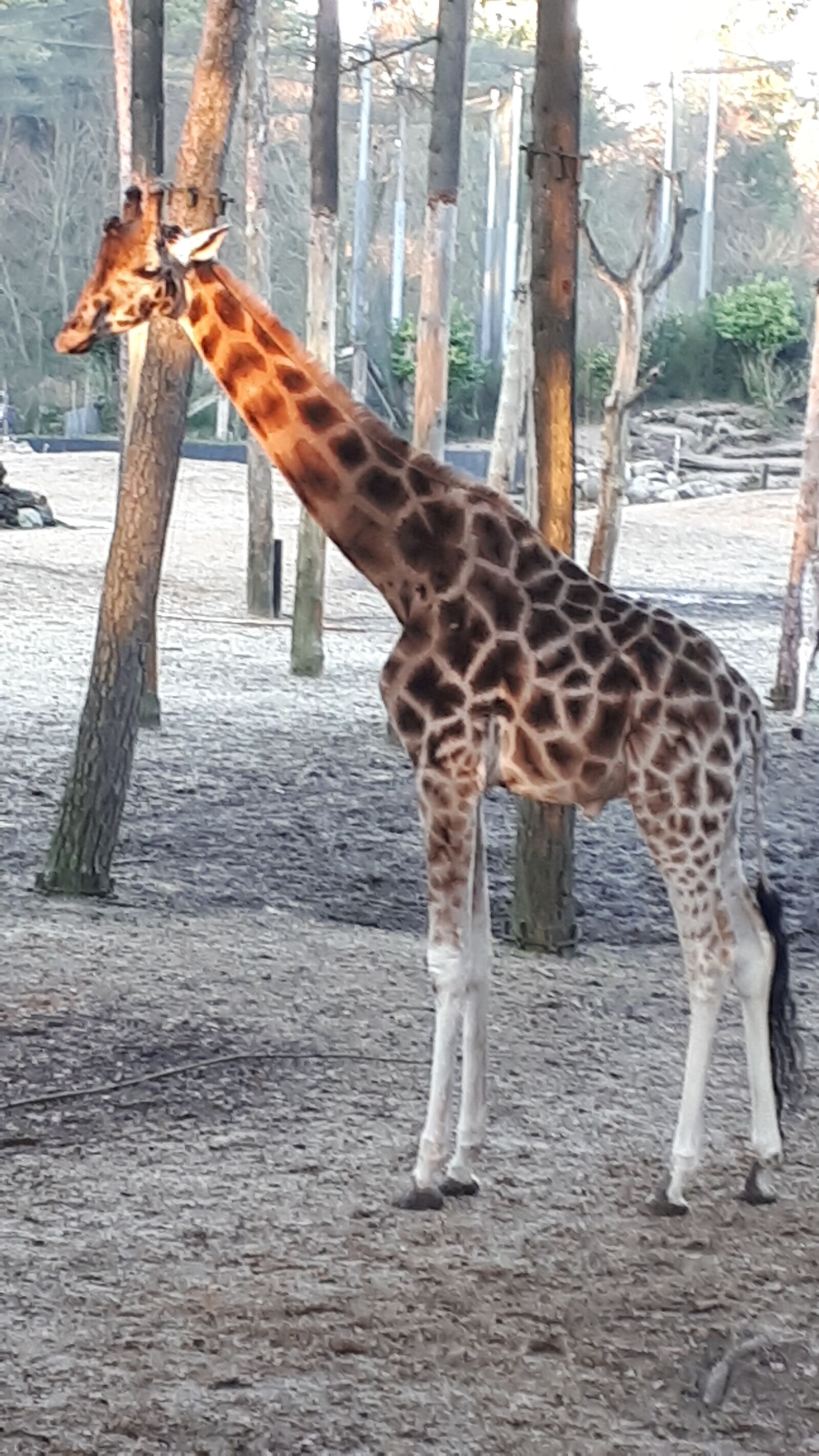 Samsung Galaxy A5(2017) sample photo. Giraffe, zoo, long neck photography