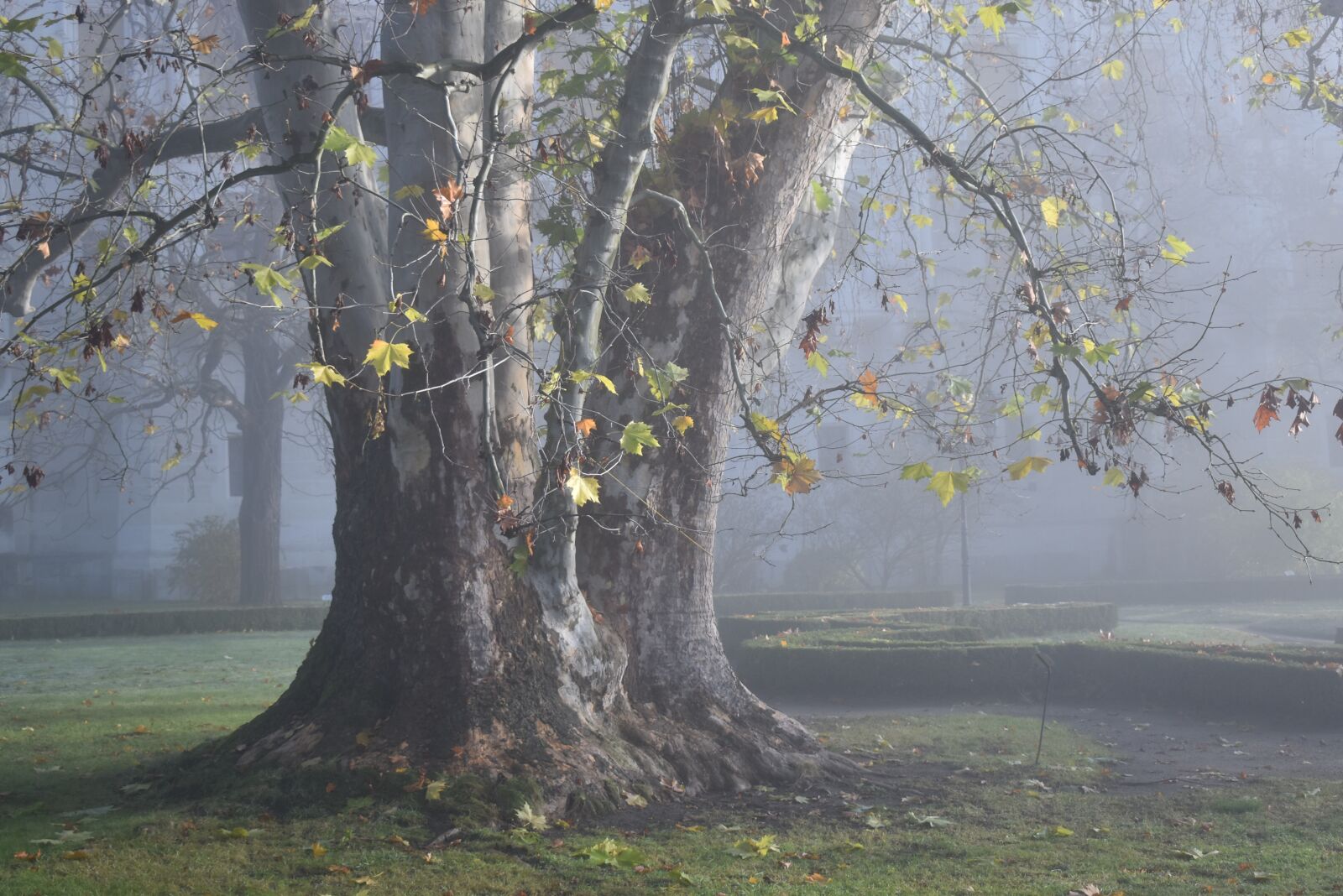 Nikon D5600 sample photo. Park, haze, fog photography