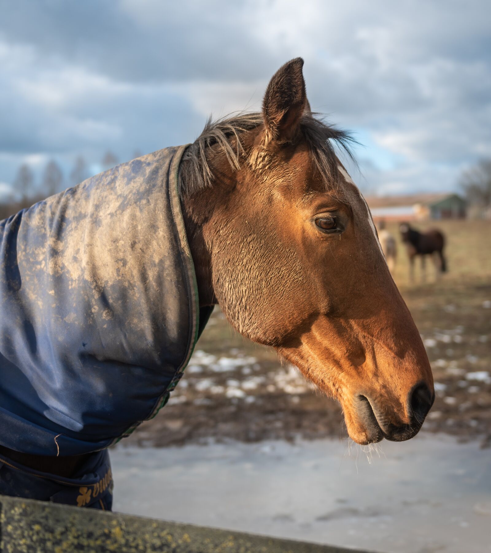 Nikon D750 sample photo. Paddock, horse head, horse photography