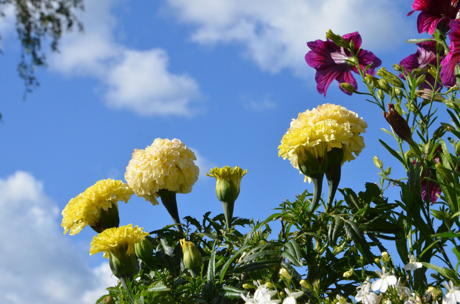 Nikon D7000 sample photo. Summer, flowers, nature photography