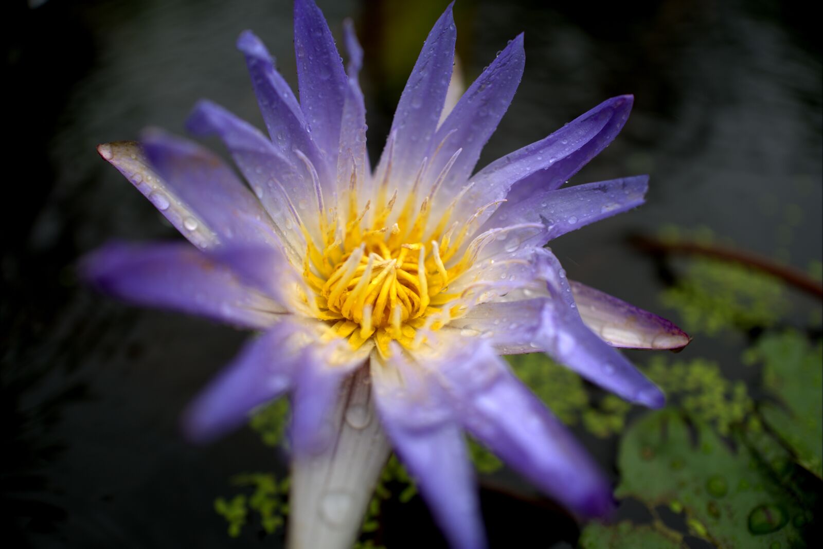Leica Q (Typ 116) sample photo. Flower, violet, nature photography