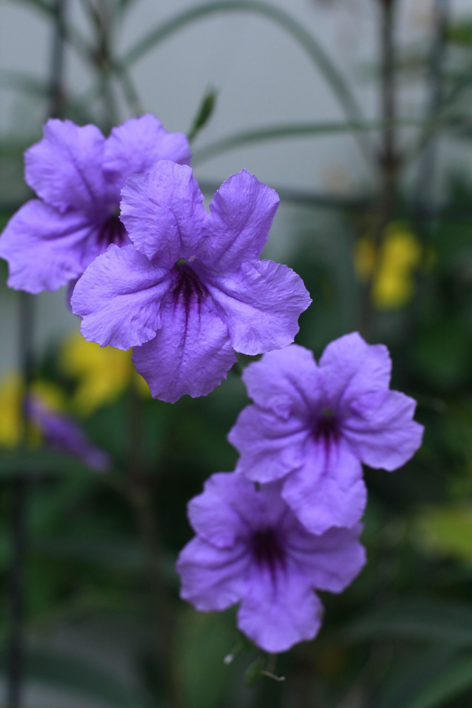 Canon EOS 60D + Canon EF 50mm F1.4 USM sample photo. Flower, purple, garden photography