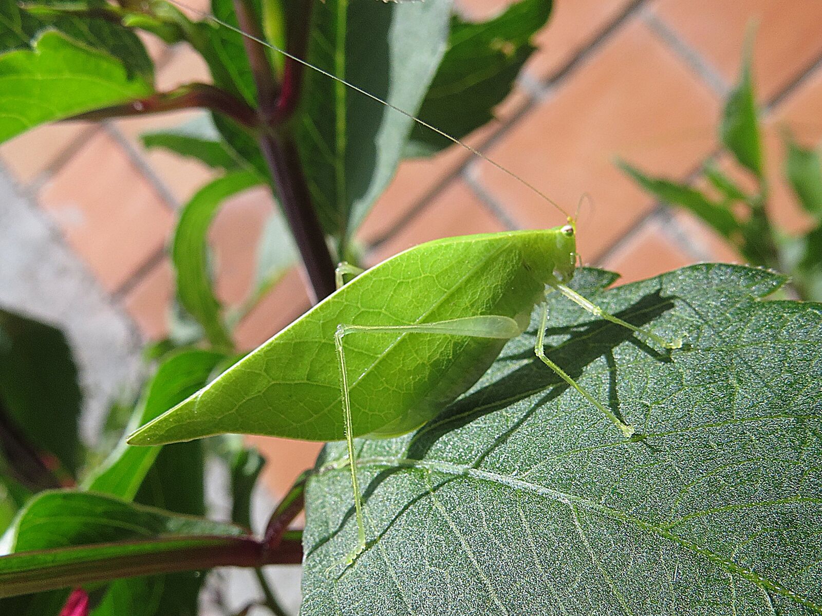 Canon PowerShot SX50 HS sample photo. Insect, macro, cricket photography