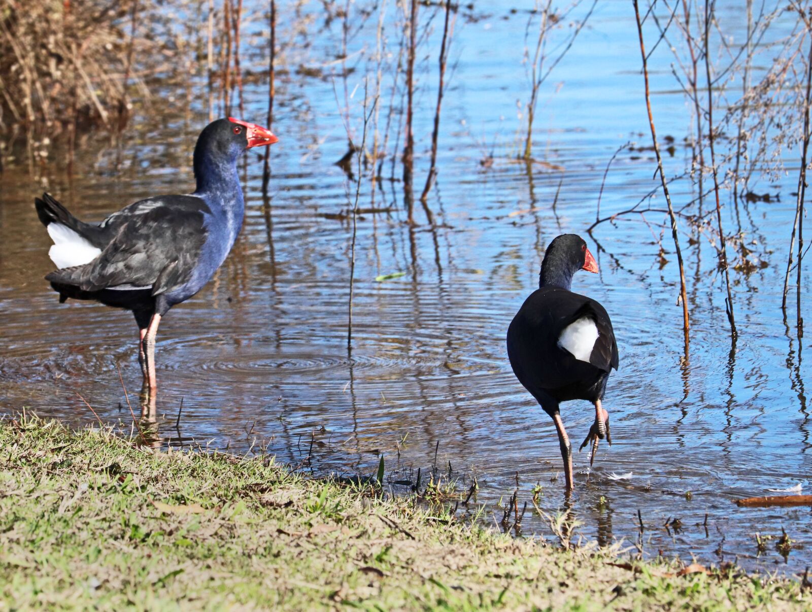 Canon EF-S 55-250mm F4-5.6 IS STM sample photo. Birds, moor hens, wildlife photography