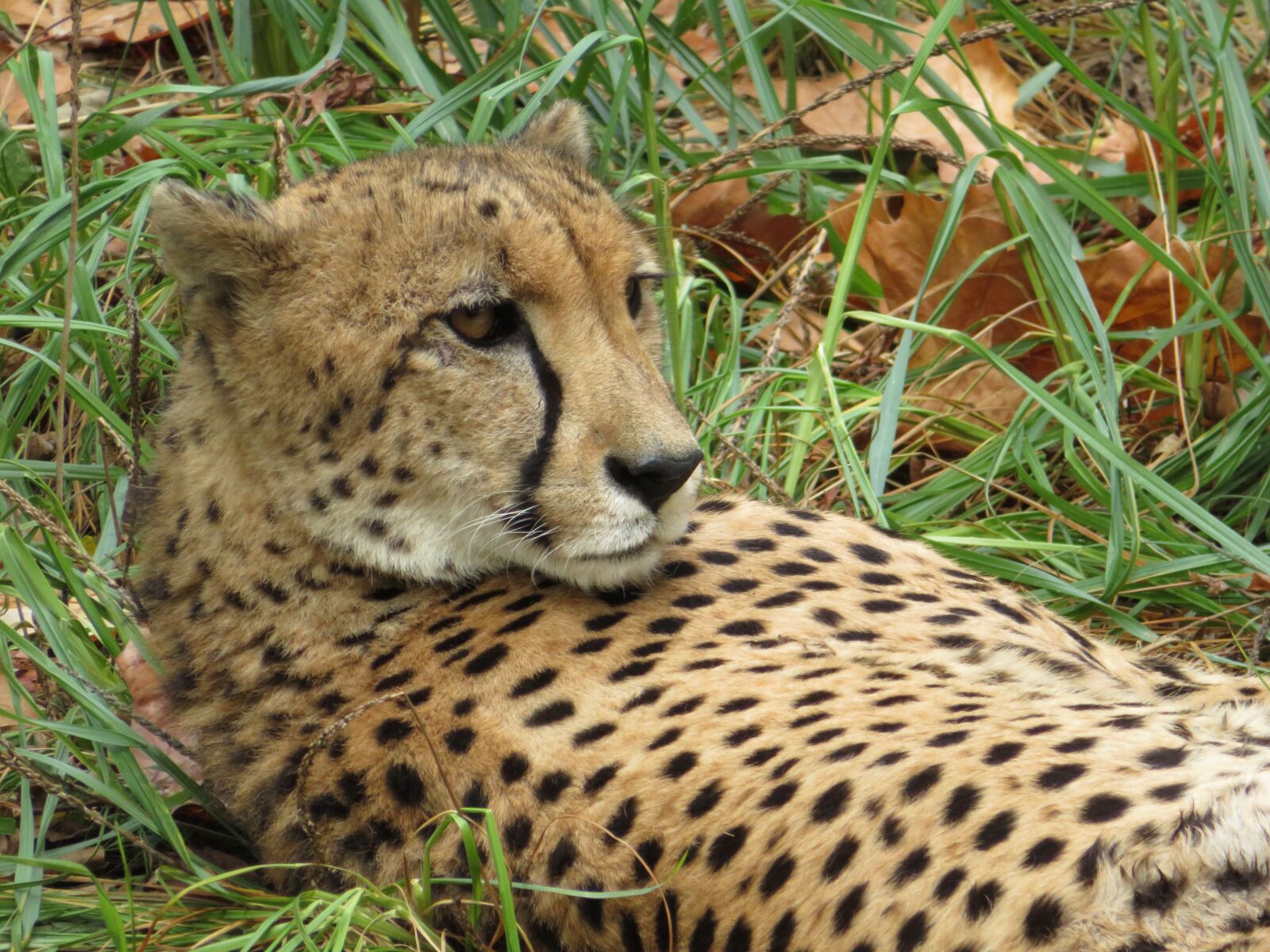 Canon PowerShot SX720 HS sample photo. Cheetah, cat, animal photography