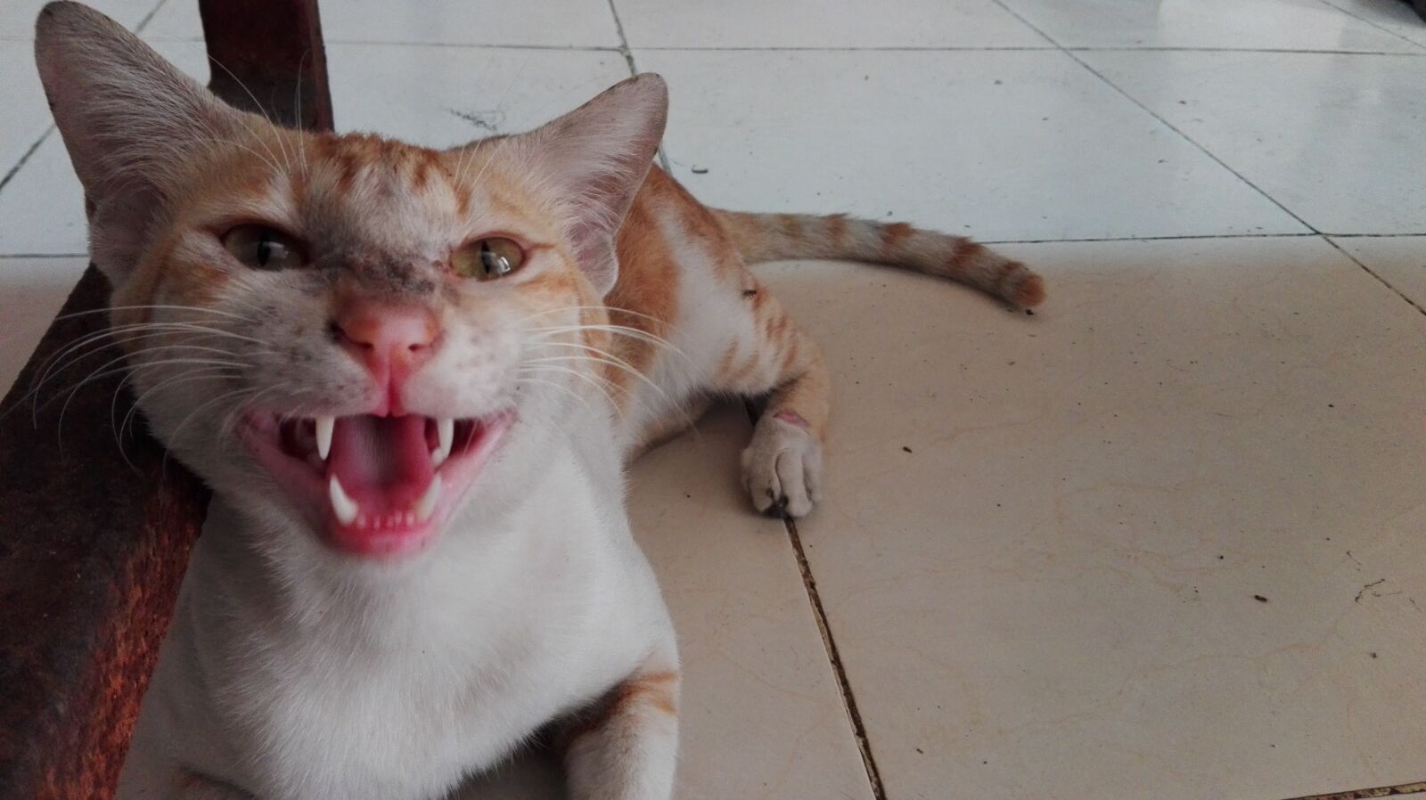 HUAWEI P8 Lite sample photo