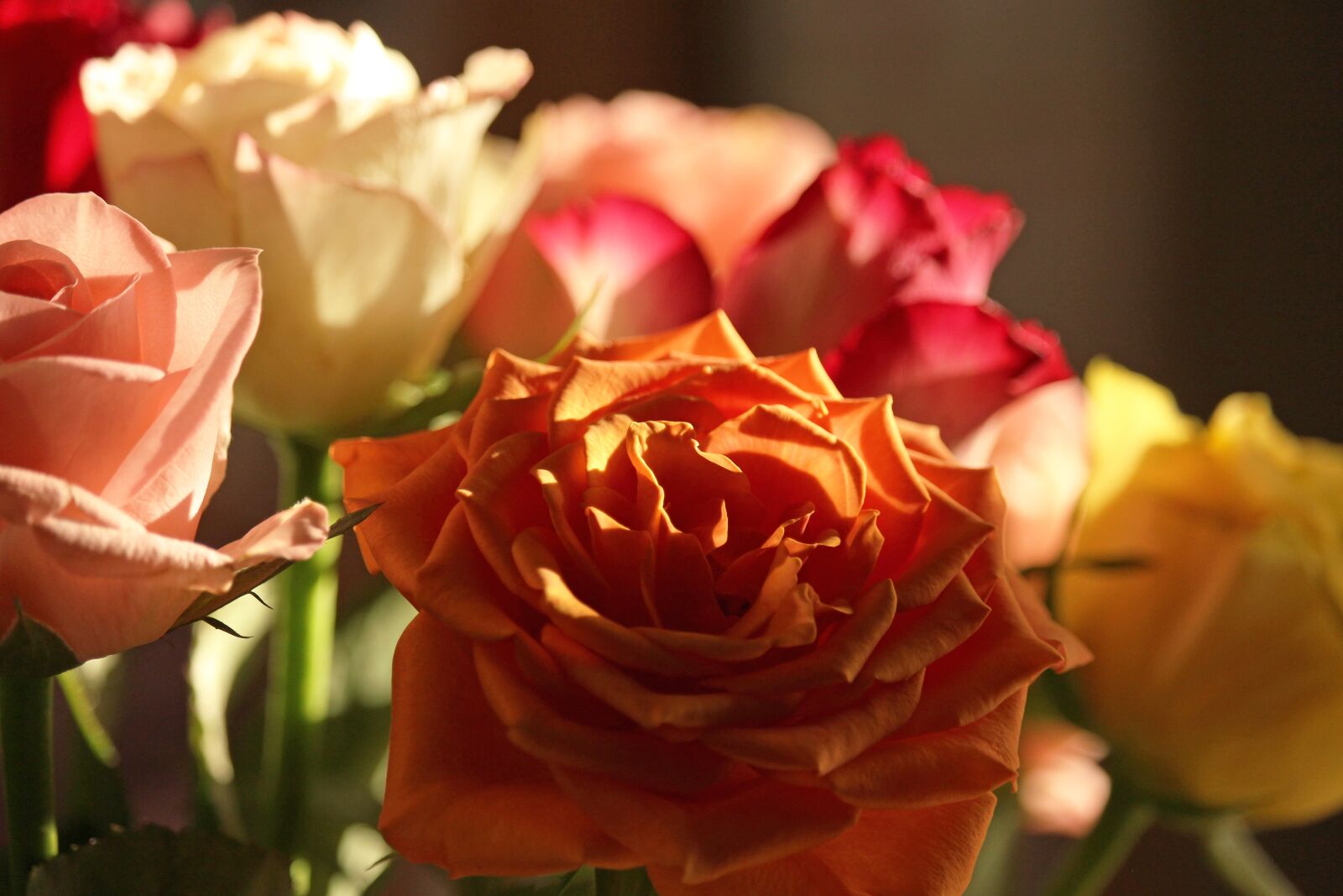 Canon EF-S 55-250mm F4-5.6 IS STM sample photo. Roses, bouquet, love photography