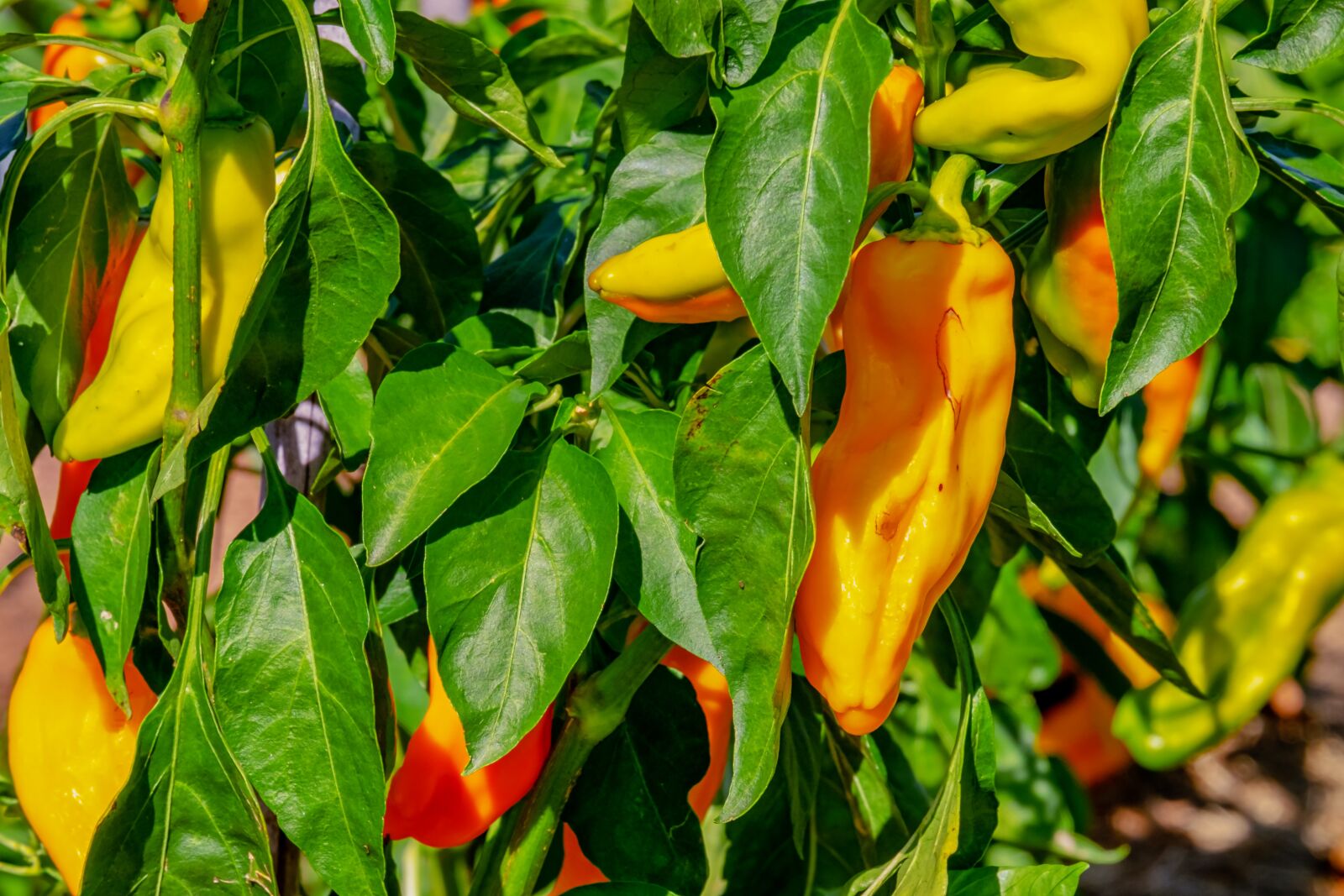 Fujifilm XF 55-200mm F3.5-4.8 R LM OIS sample photo. Vegetables, paprika, capsicum photography