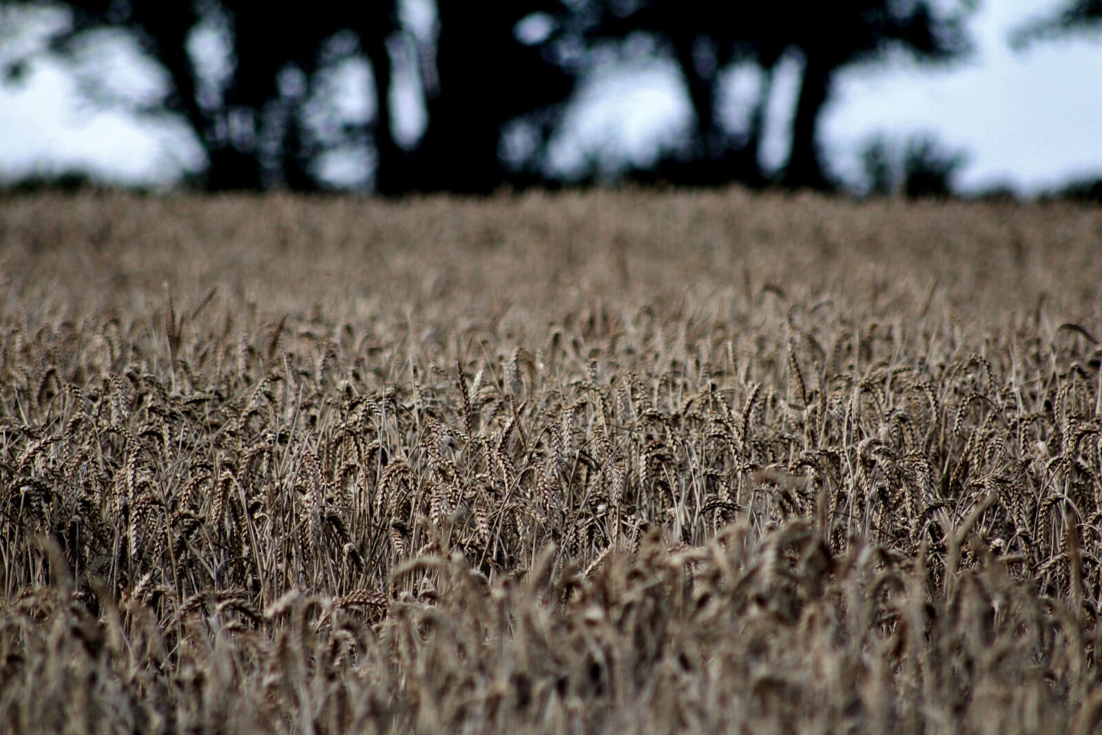 Canon EOS 600D (Rebel EOS T3i / EOS Kiss X5) sample photo. Wheat, field, farmer photography