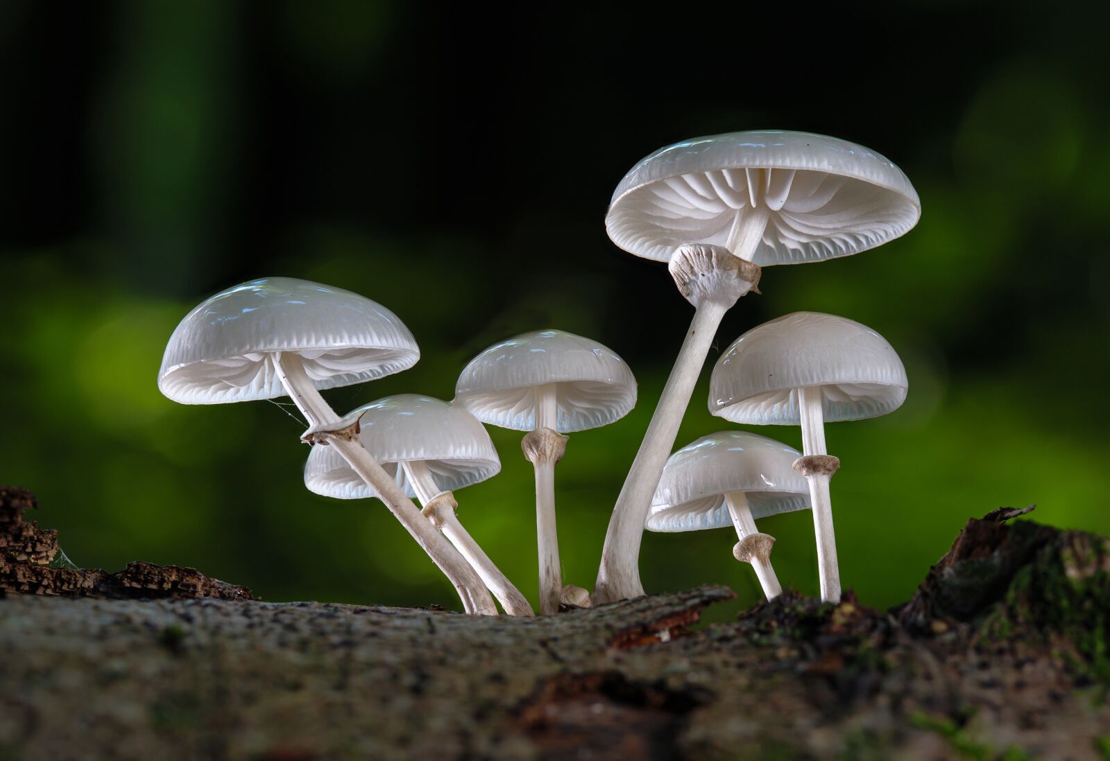 Olympus M.Zuiko Digital ED 60mm F2.8 Macro sample photo. Mushrooms, wild mushrooms, book photography