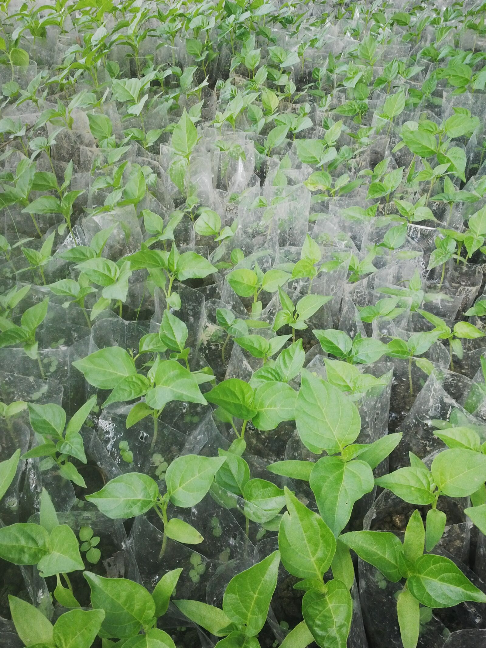 BlackBerry Z10 sample photo. Vegetables, farmer, indonesia photography