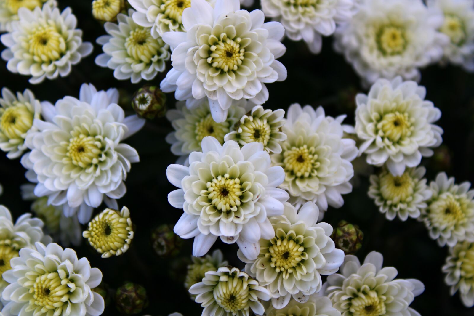 Canon EOS 2000D (EOS Rebel T7 / EOS Kiss X90 / EOS 1500D) sample photo. Chrysanthemums, chrysanthemum, bloom photography