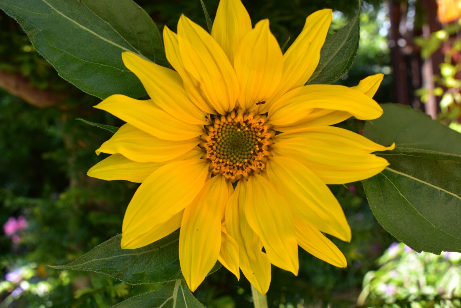 Nikon D5500 sample photo. Sunflower, plant, summer photography