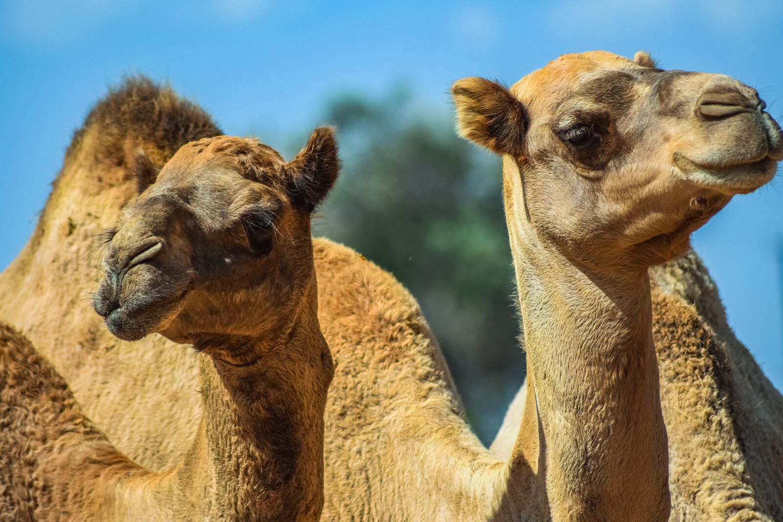 Nikon D3300 sample photo. Camels, head, neck photography