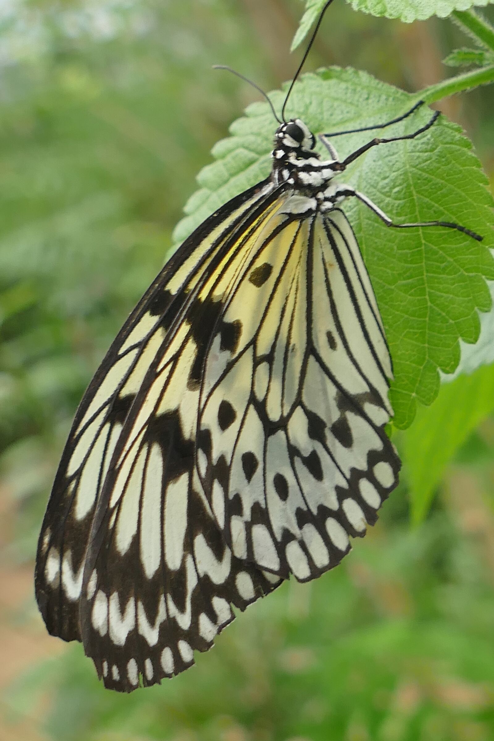 Panasonic Lumix DMC-FZ1000 sample photo. Close up, butterfly, insect photography