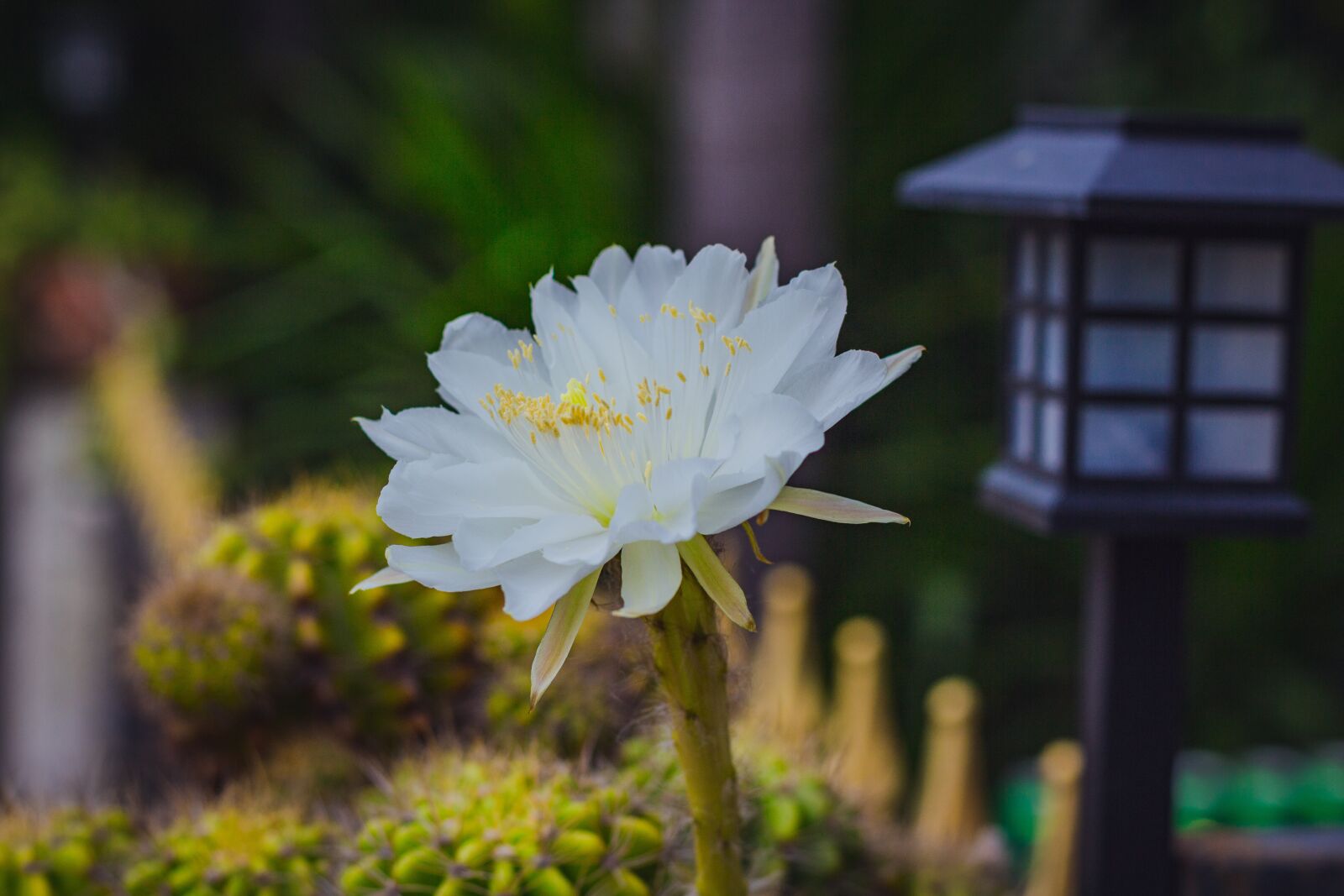 Canon EOS 700D (EOS Rebel T5i / EOS Kiss X7i) + Canon EF 50mm F1.8 STM sample photo. White, leaves, flora photography