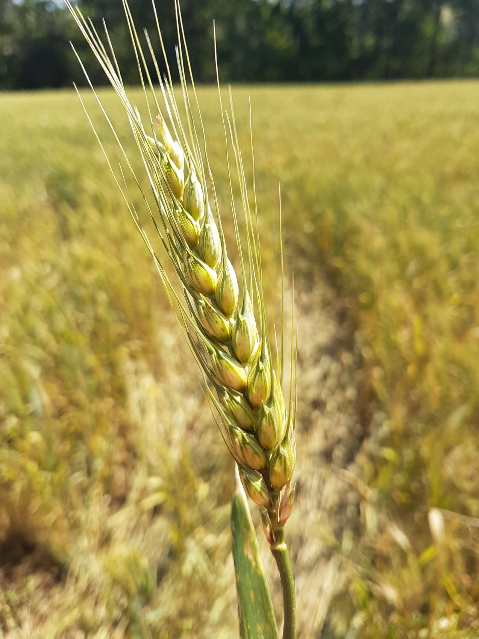 Samsung Galaxy S7 Edge sample photo. Wheat, plantation, yellow photography
