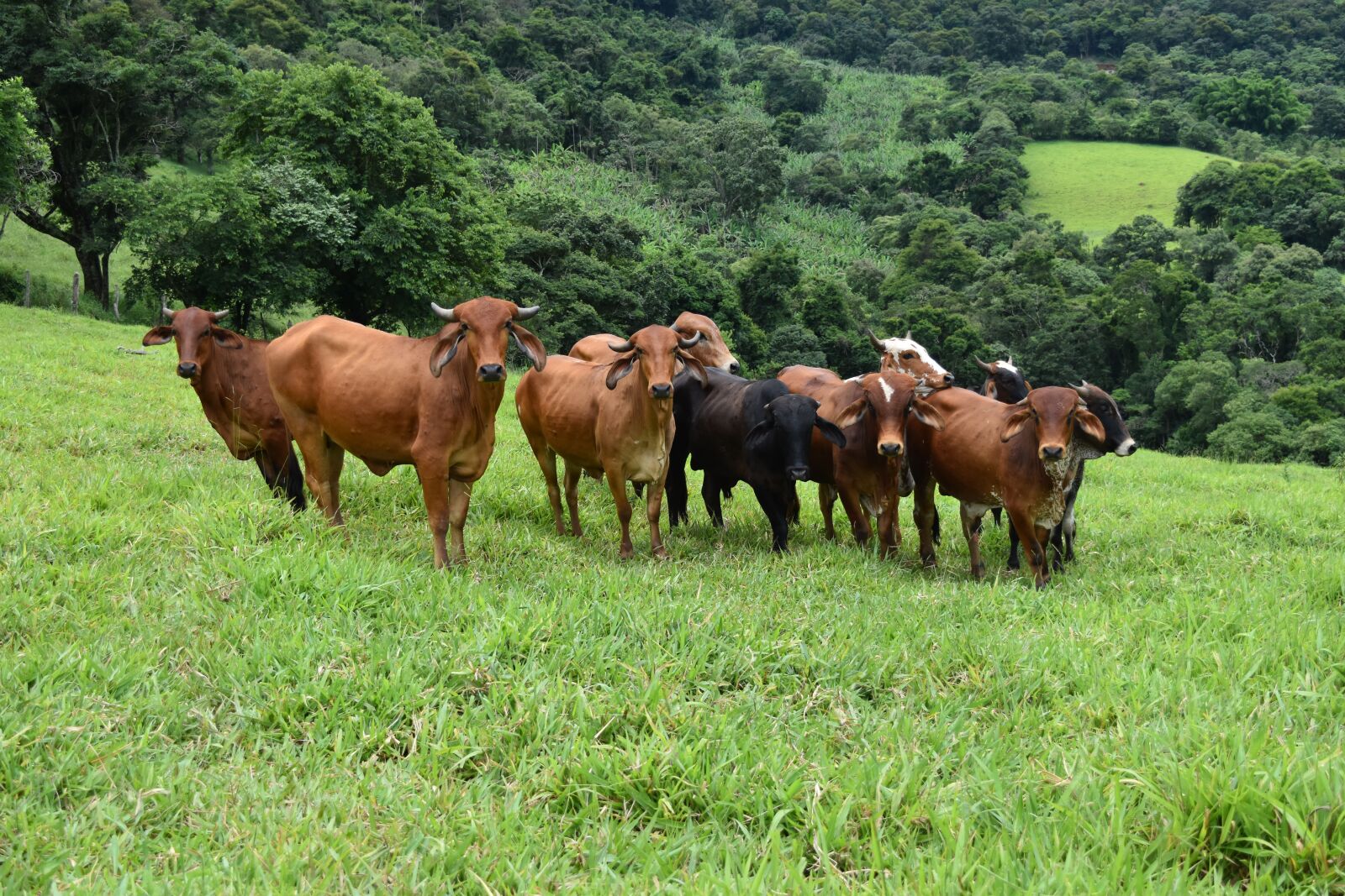 Nikon D5500 sample photo. Cattle, boi, veal photography