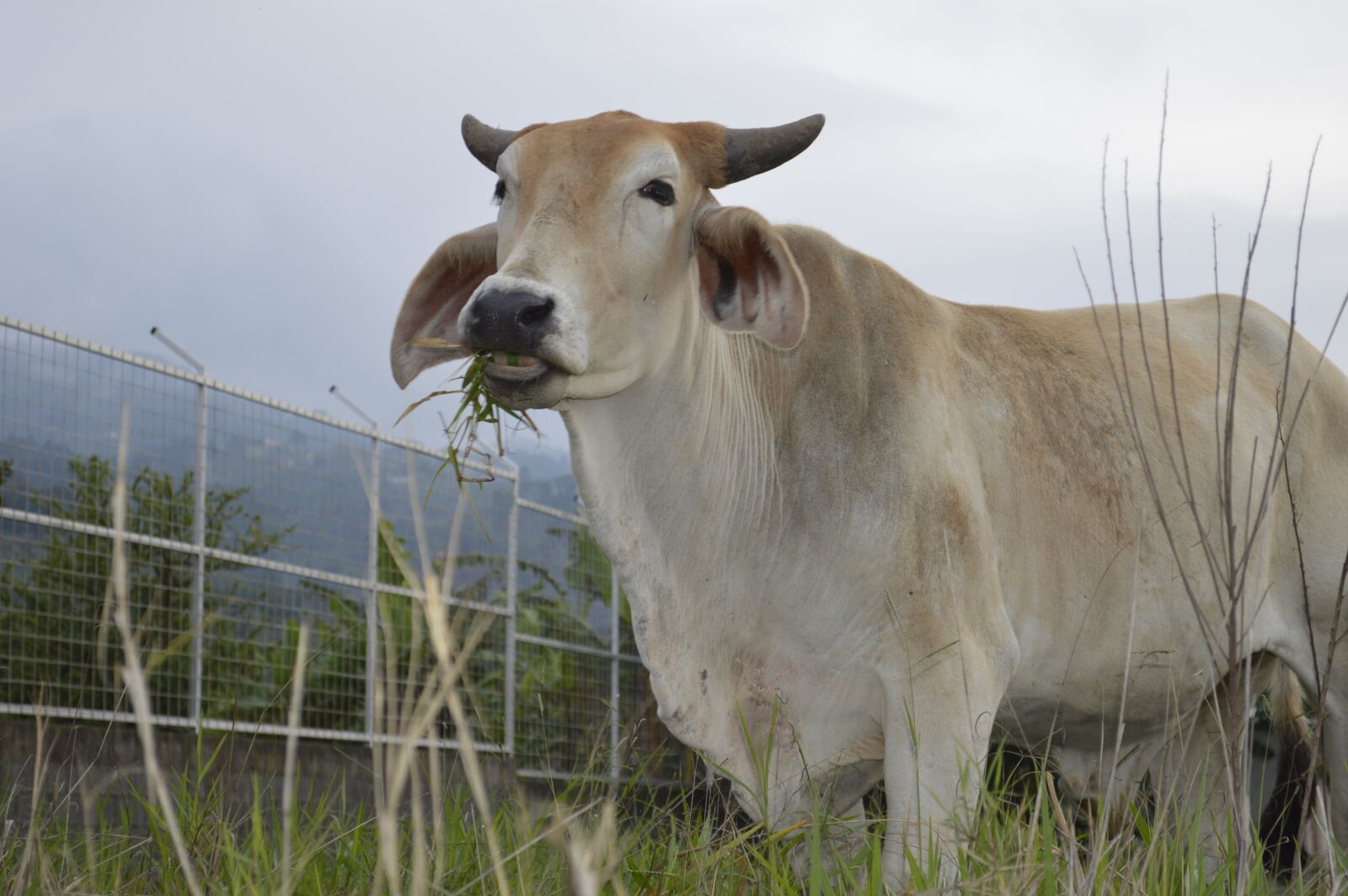 Nikon D3200 sample photo. Animal, toro, livestock photography
