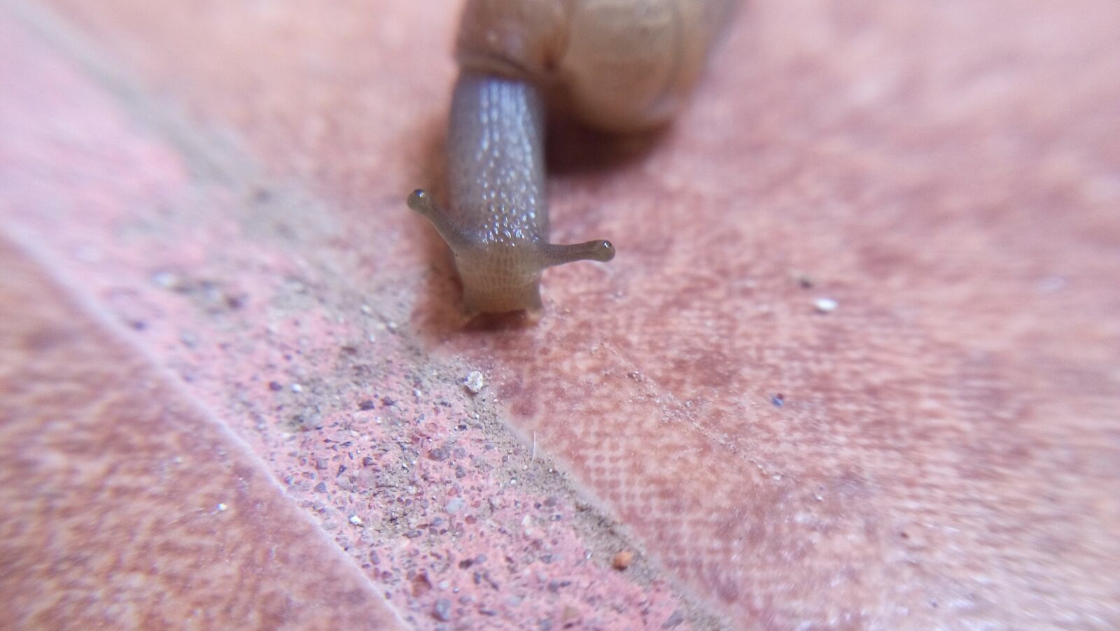 LG LBello sample photo. Snail, invertebrate, crawl photography