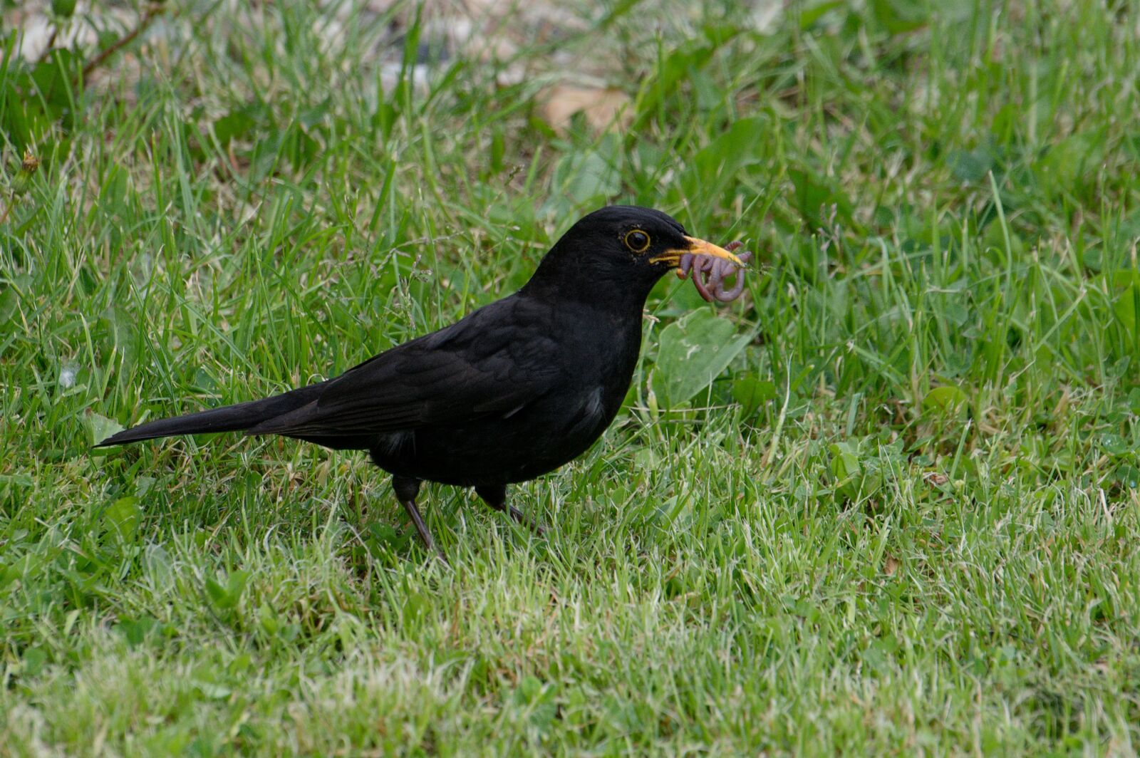 Pentax K-3 sample photo. Blackbird, collects, earthworms photography