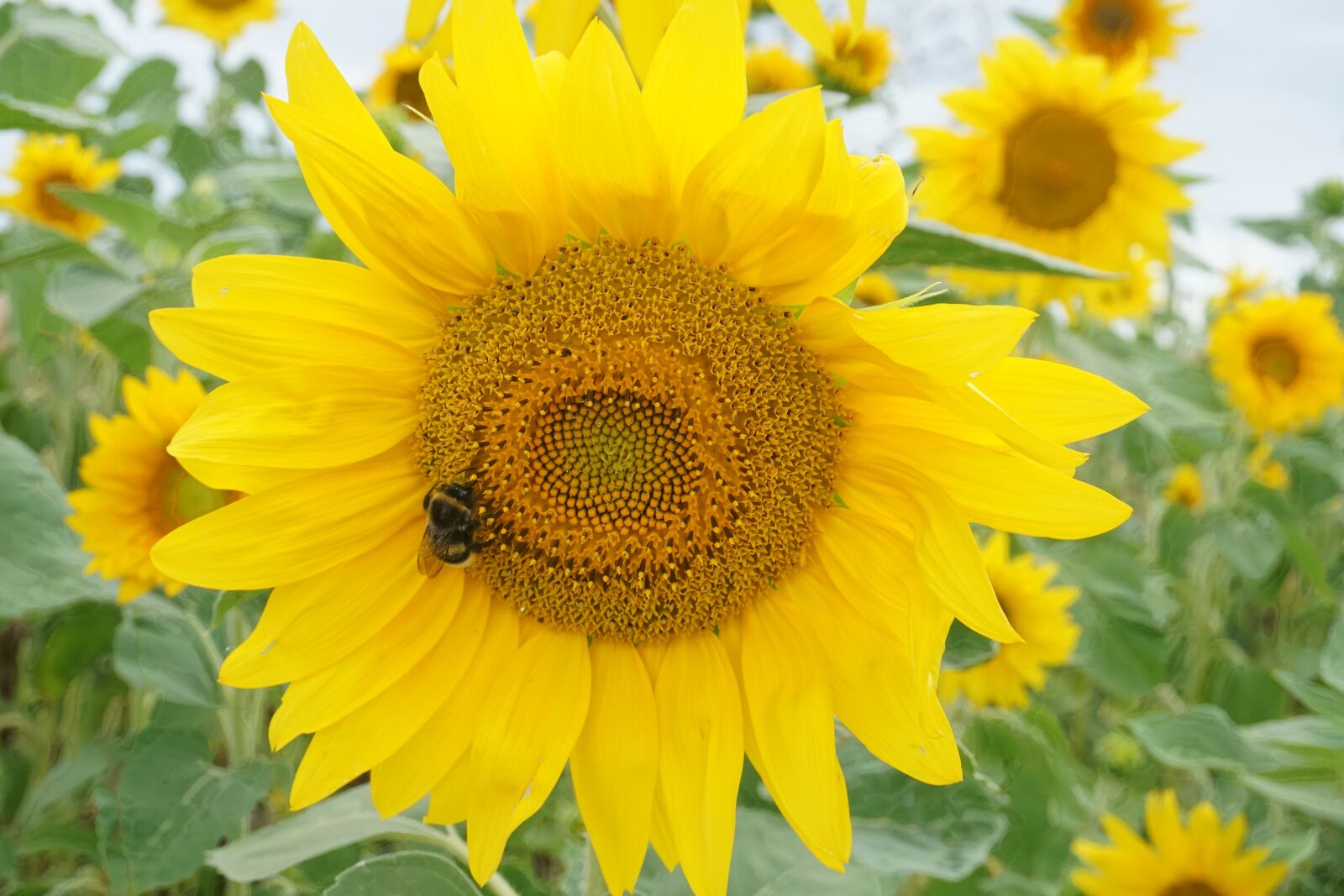Sony a5100 sample photo. Sunflower, bee, yellow photography