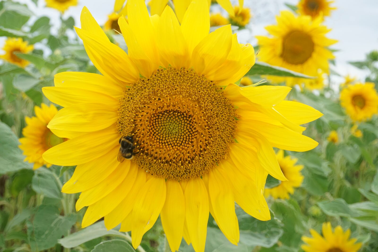 Sony E 16-50mm F3.5-5.6 PZ OSS sample photo. Sunflower, bee, yellow photography