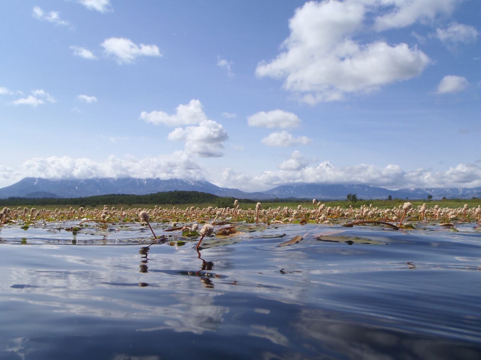 Olympus TG-310 sample photo. Lake, autumn, weed photography