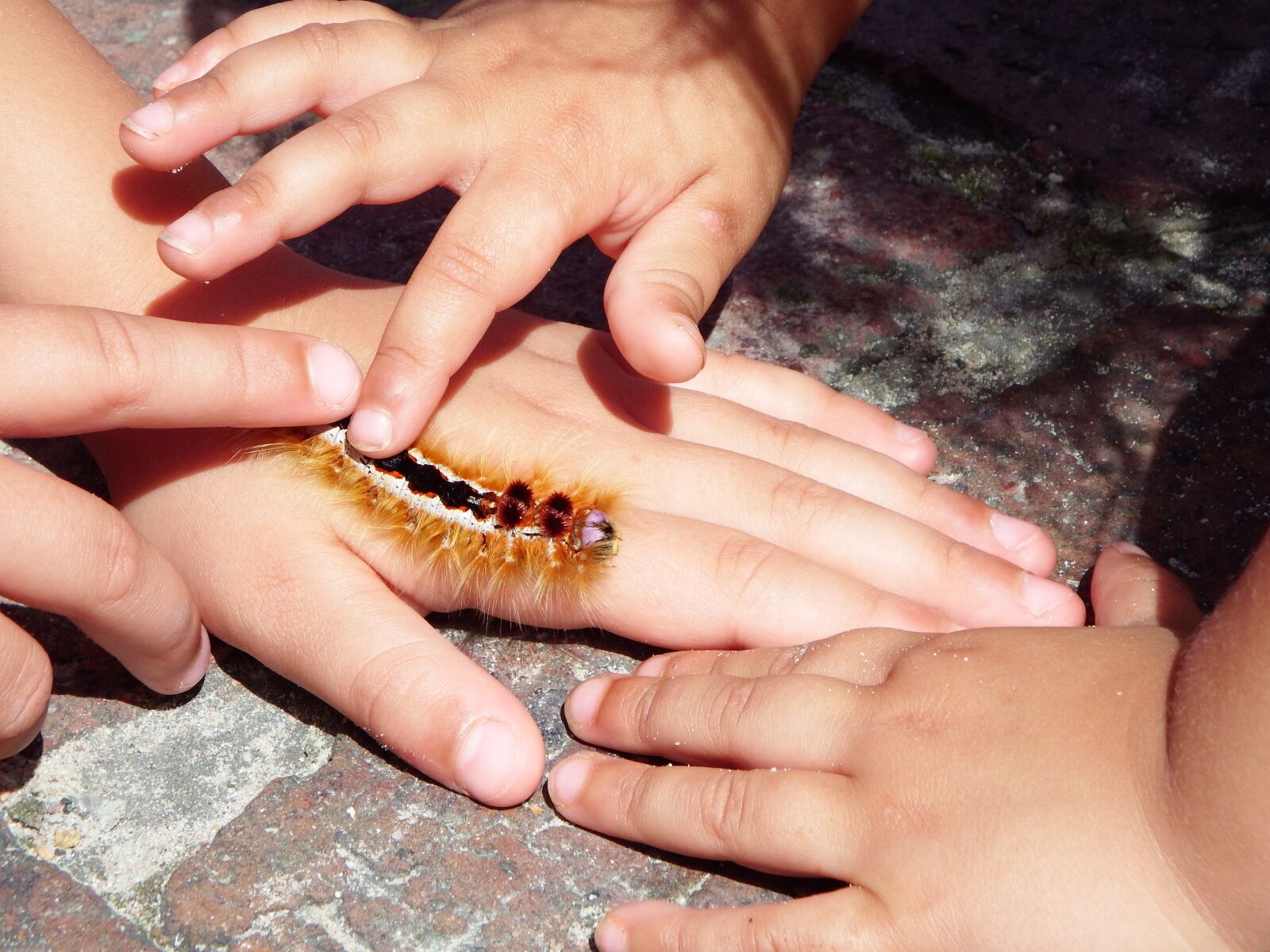 Fujifilm FinePix SL1000 sample photo. Caterpillar, hands, insect photography