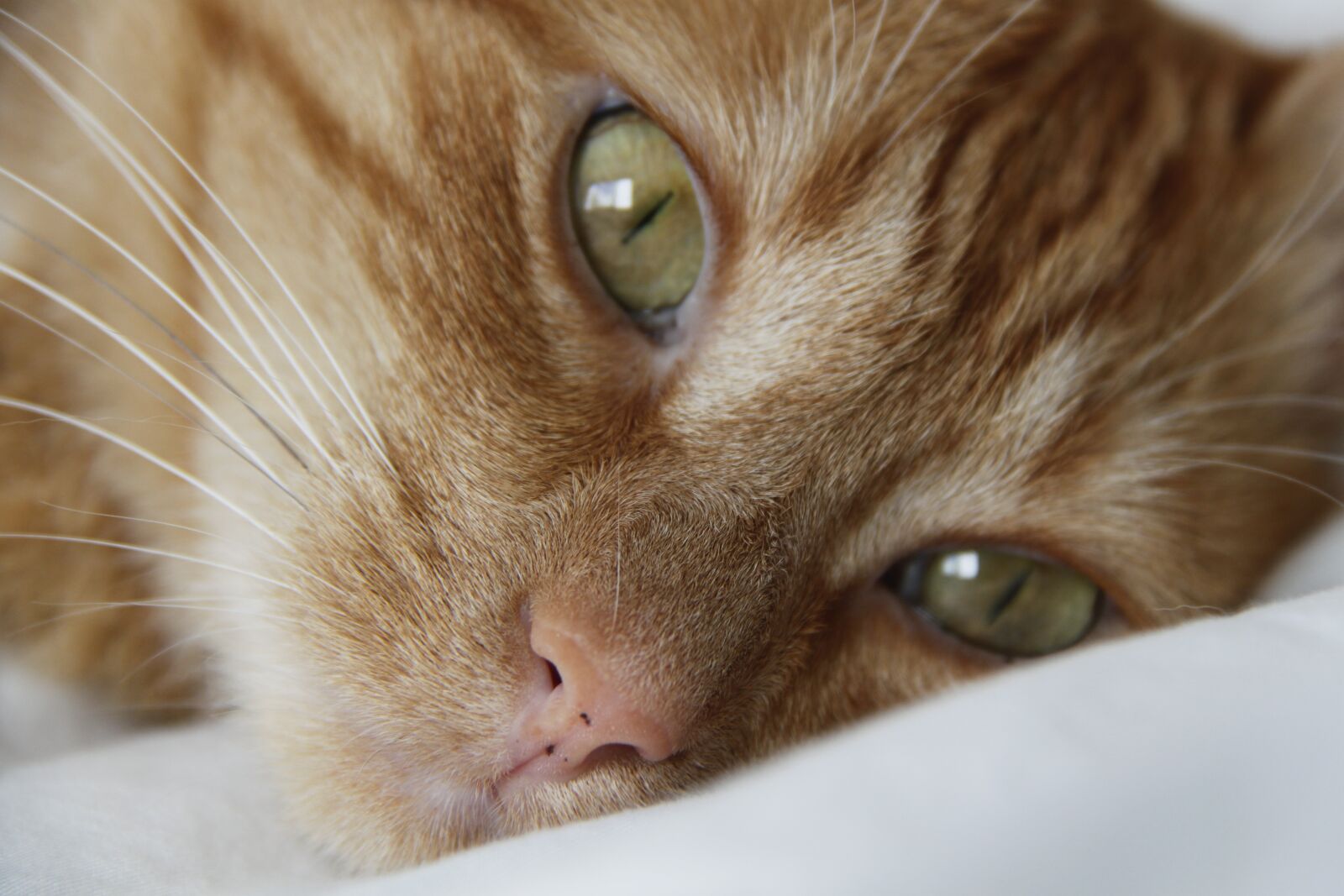 Canon EOS 500D (EOS Rebel T1i / EOS Kiss X3) sample photo. Cat, pet, animals photography
