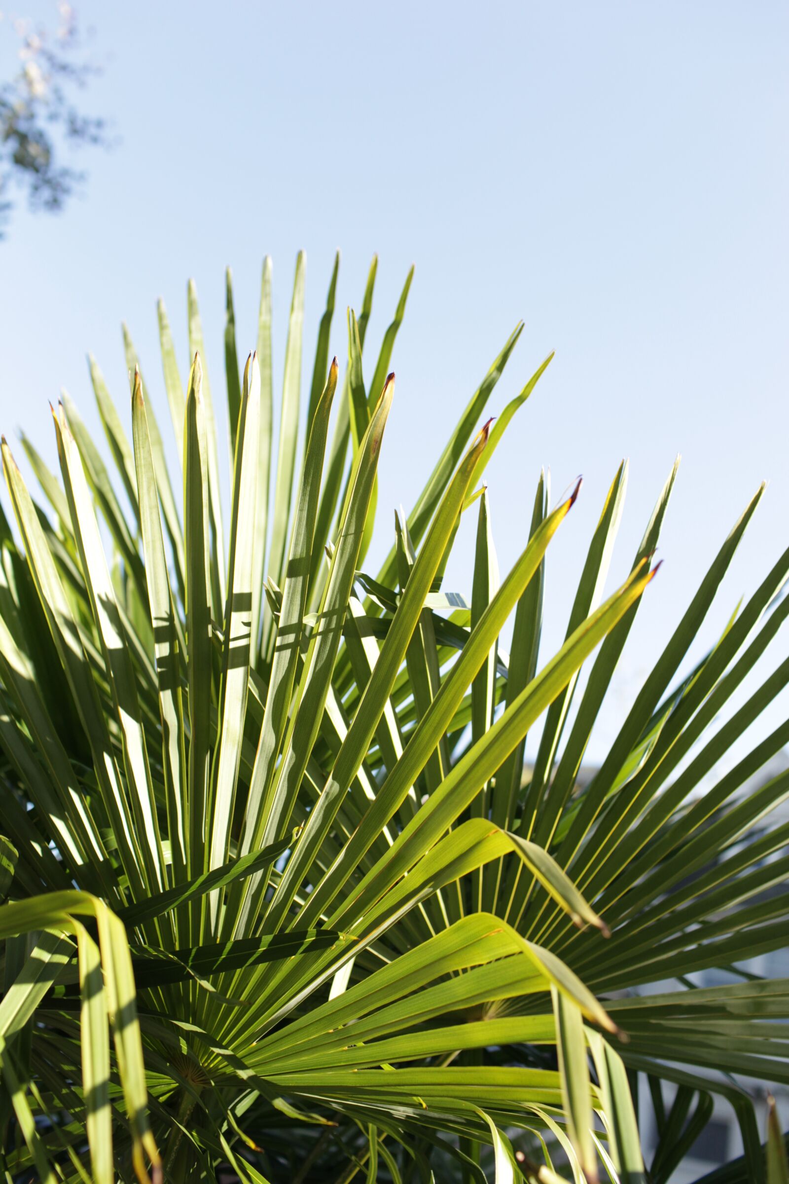 Canon EOS 5D Mark II sample photo. Palm tree, palm leaf photography