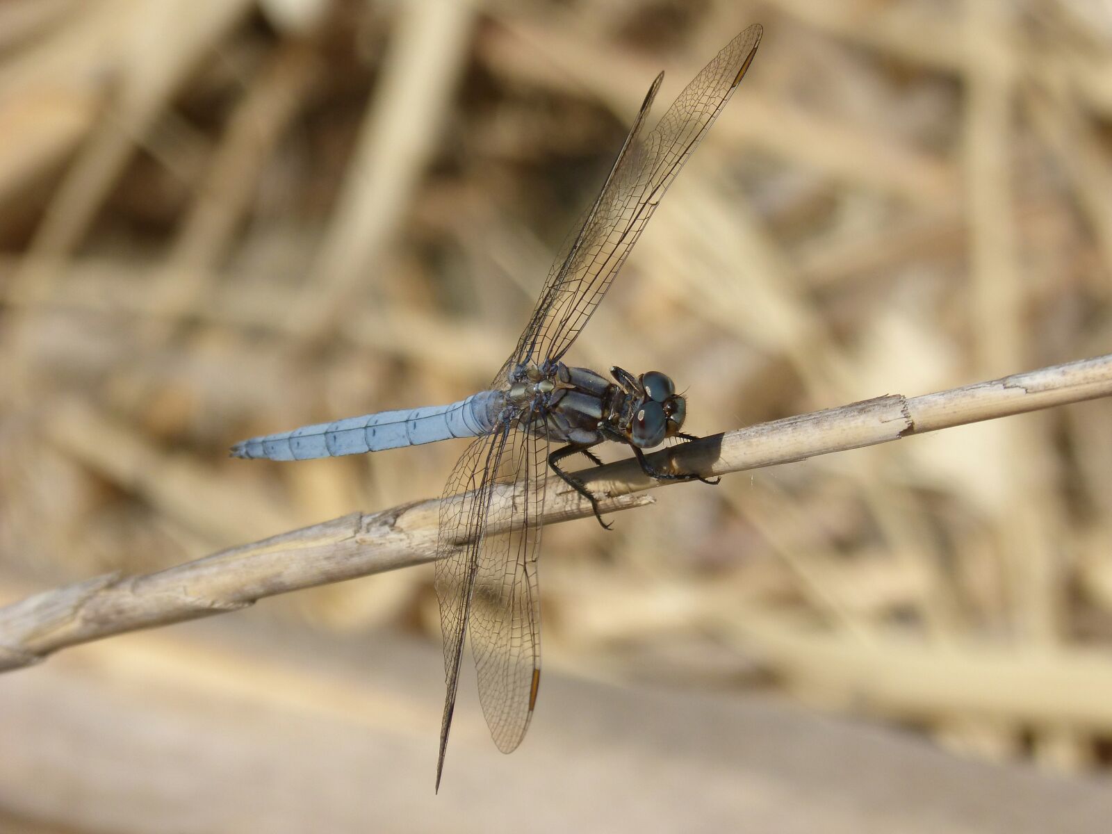 Panasonic DMC-FZ62 sample photo. Blue dragonfly, stem wetland photography