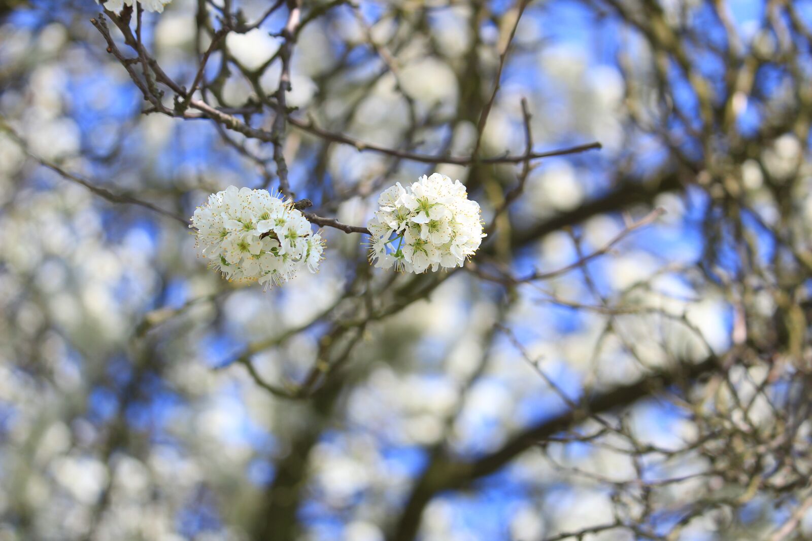 Canon EF-S 55-250mm F4-5.6 IS STM sample photo. Blossom, plants, apple tree photography
