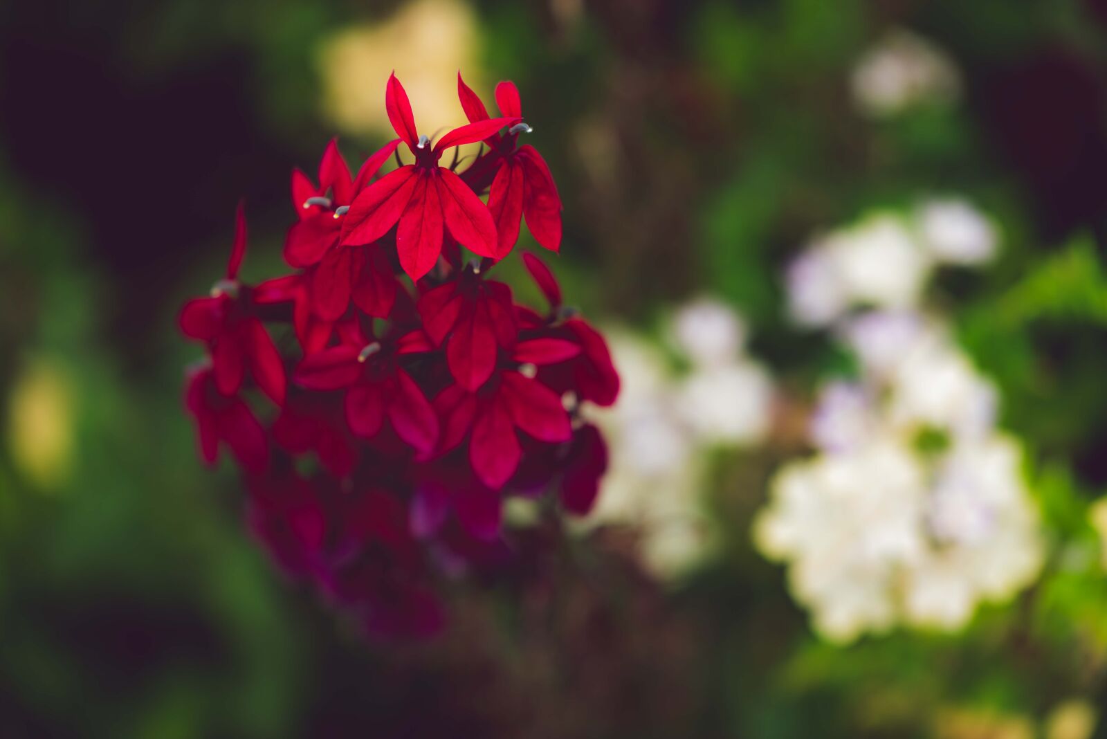Nikon D750 sample photo. Flower, red, garden photography