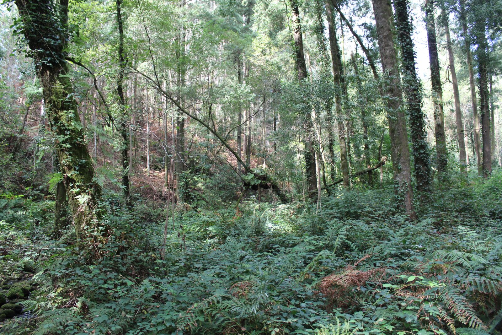 Canon EOS 1300D (EOS Rebel T6 / EOS Kiss X80) sample photo. Bosque, vigo, forest photography