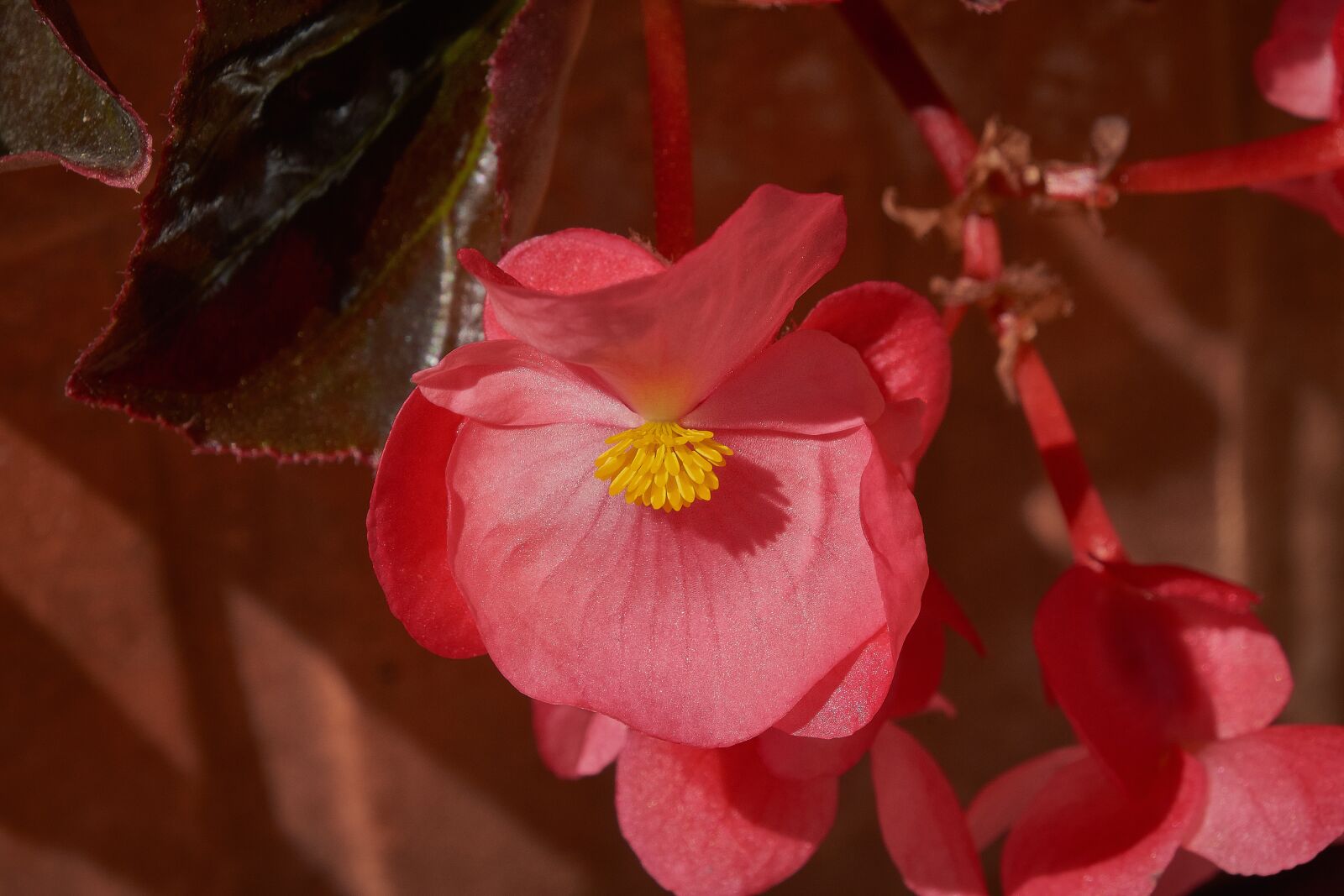 Nikon D7200 sample photo. Begonia, garden, begonias photography