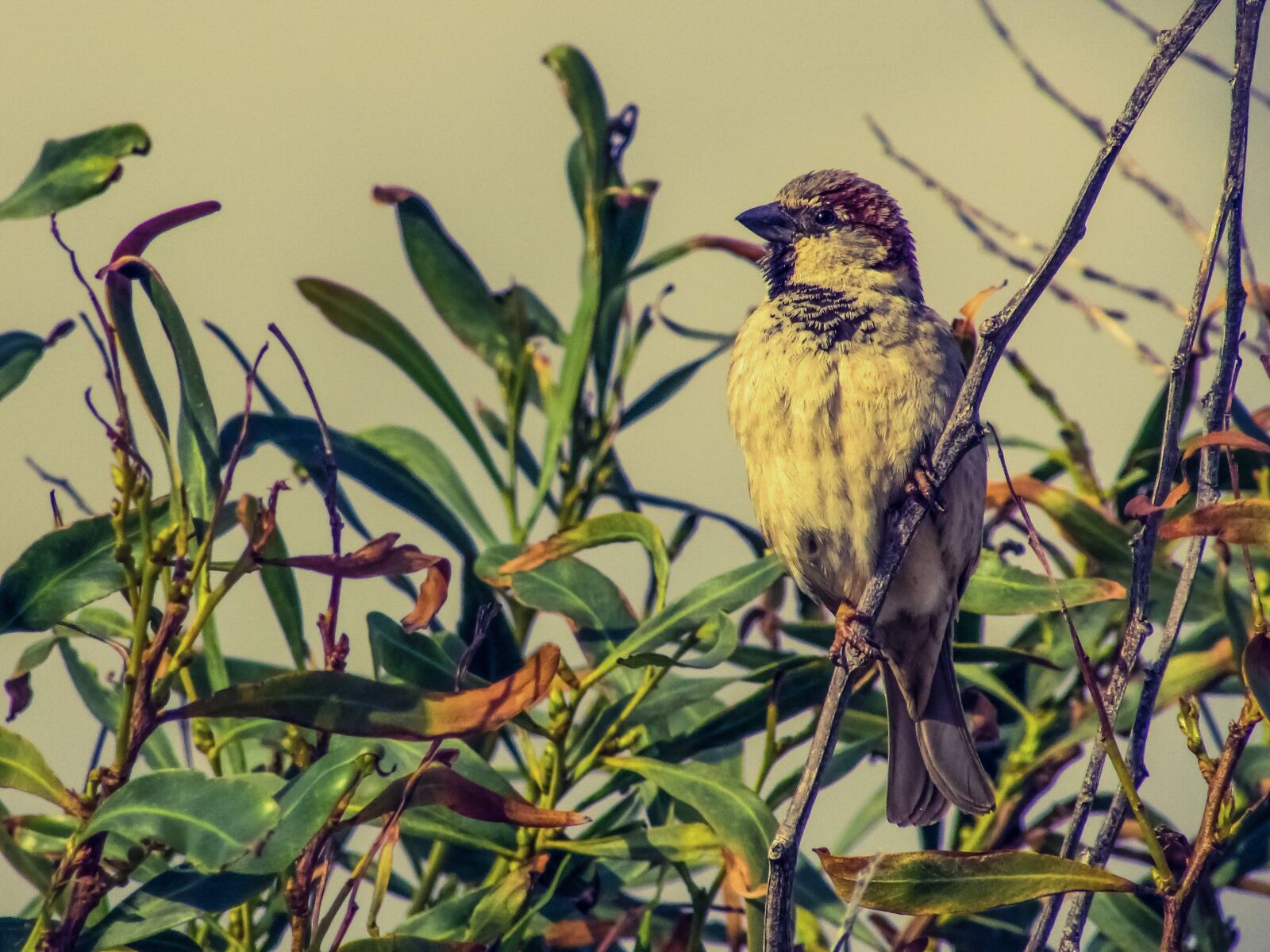 Canon PowerShot SX400 IS sample photo. Sparrow, tree, bird photography
