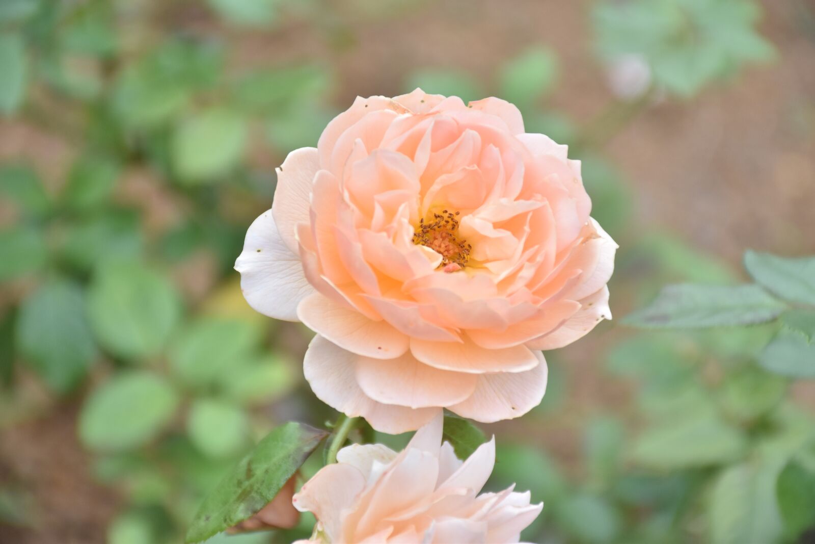 Nikon D5500 sample photo. Flower, nature, plant photography