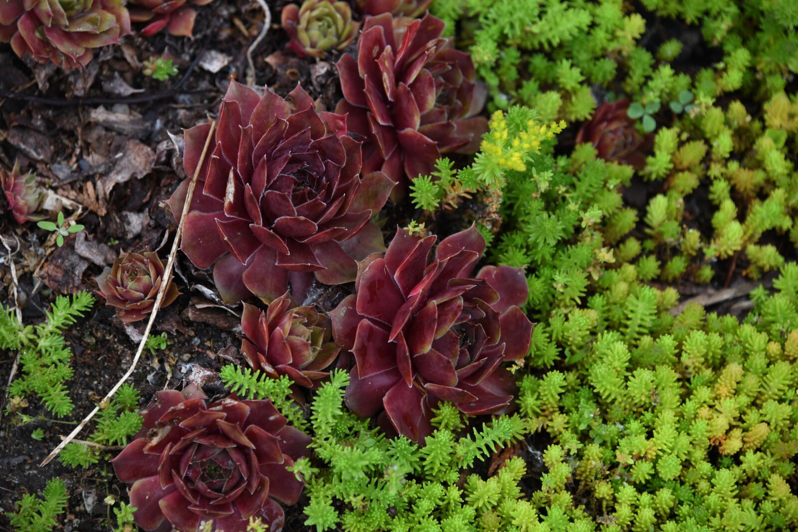 Nikon D850 sample photo. Succulents, plants, garden photography