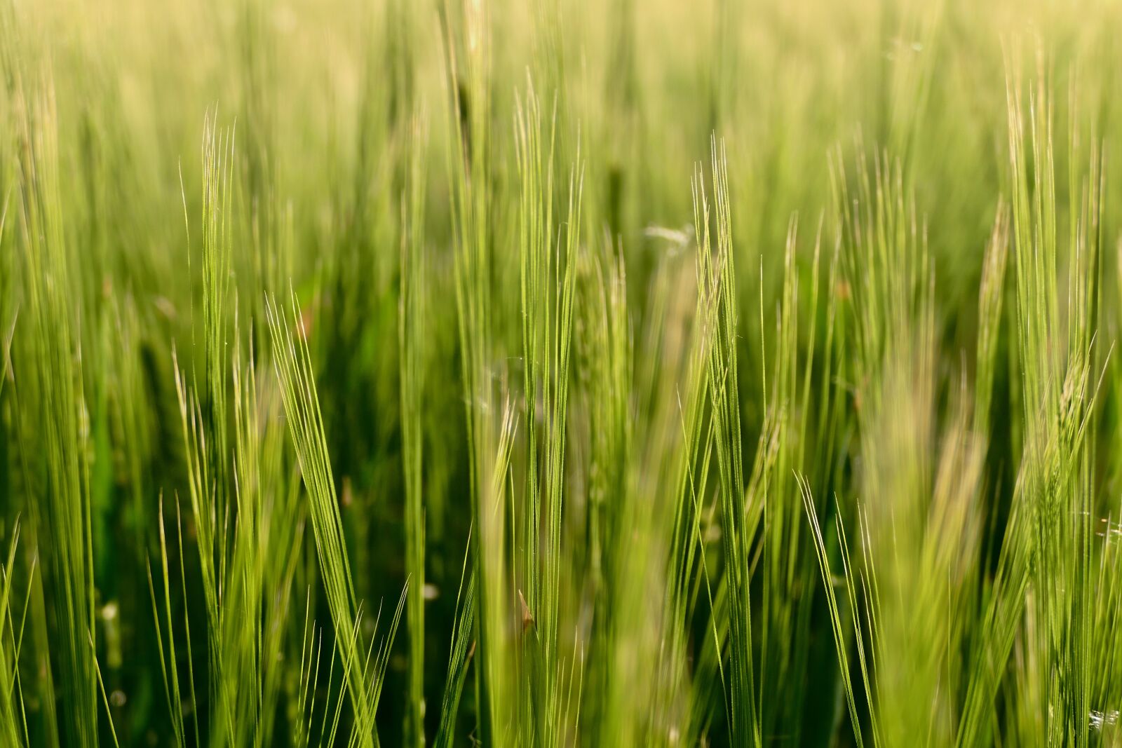 Panasonic Lumix DMC-FZ1000 sample photo. Barley, field, the grain photography