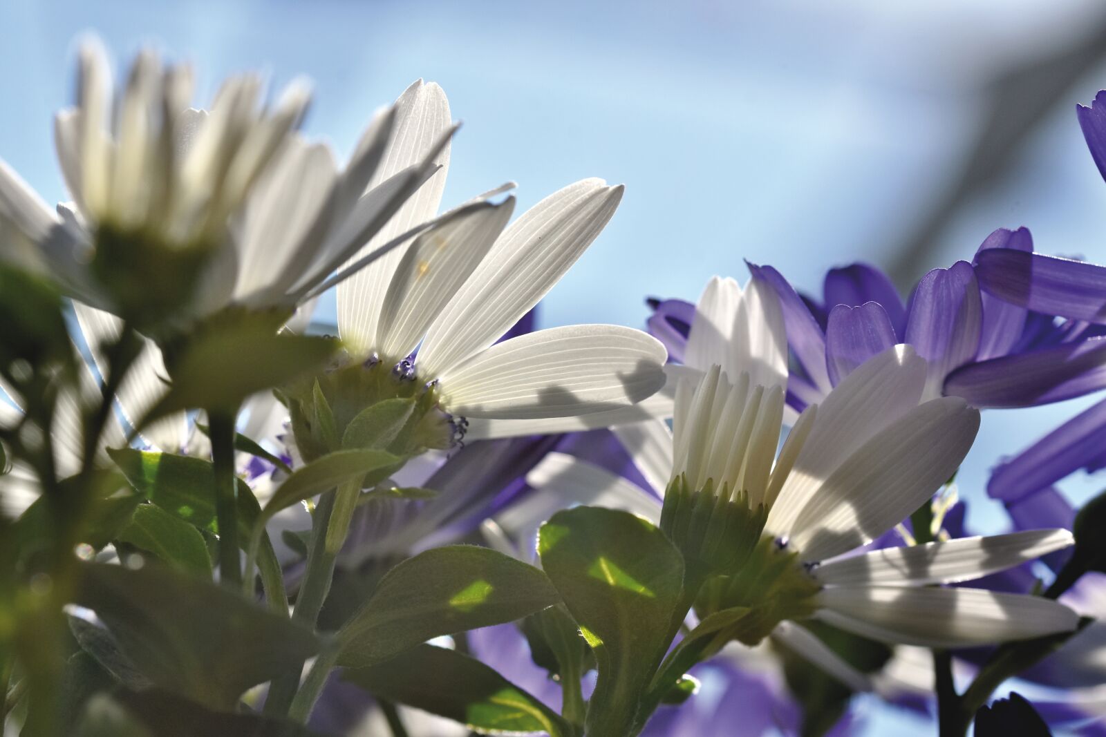 Nikon D7200 sample photo. Marguerite, blossom, bloom photography