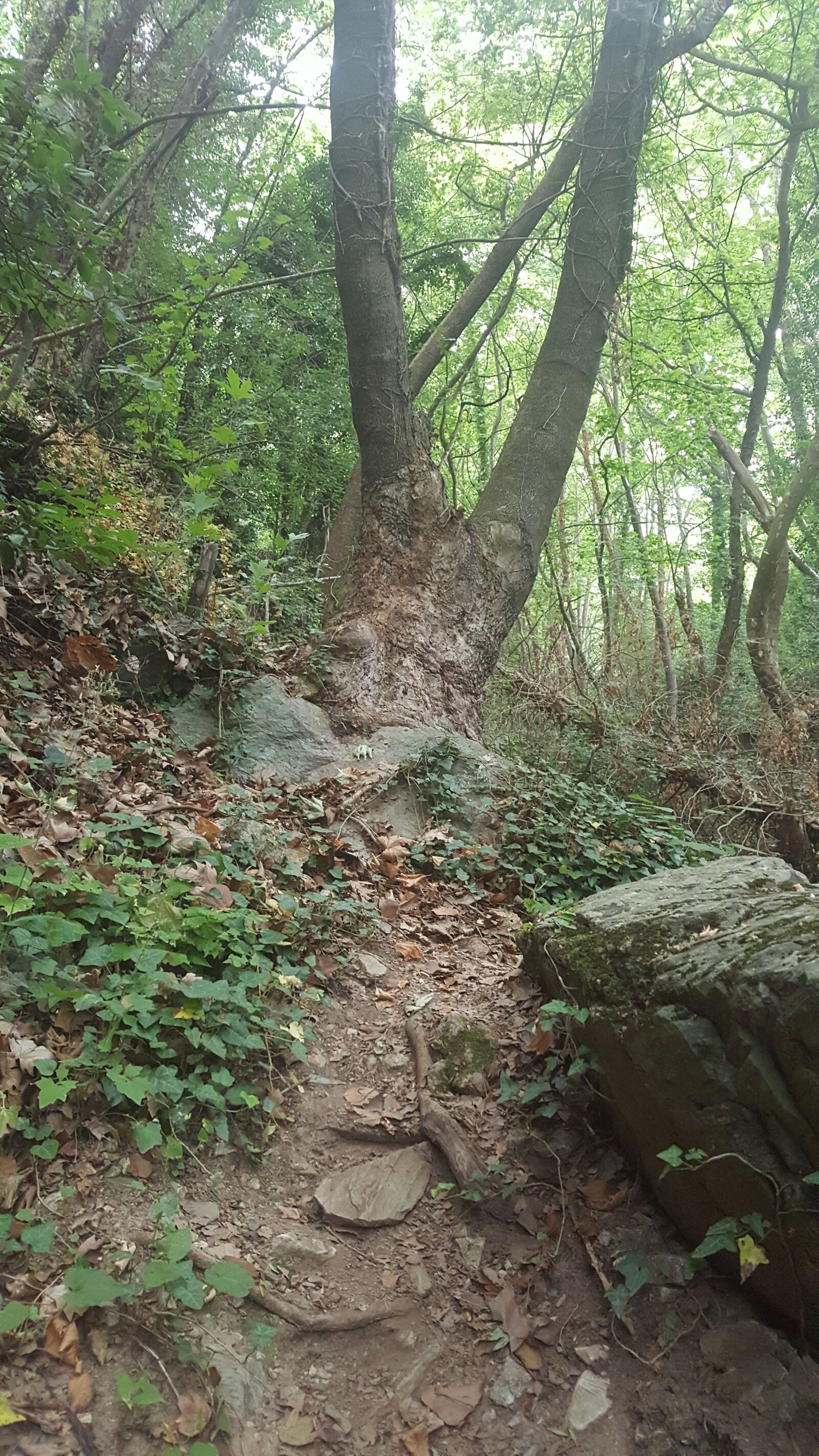 Samsung Galaxy S6 sample photo. Nature, forest, trees photography