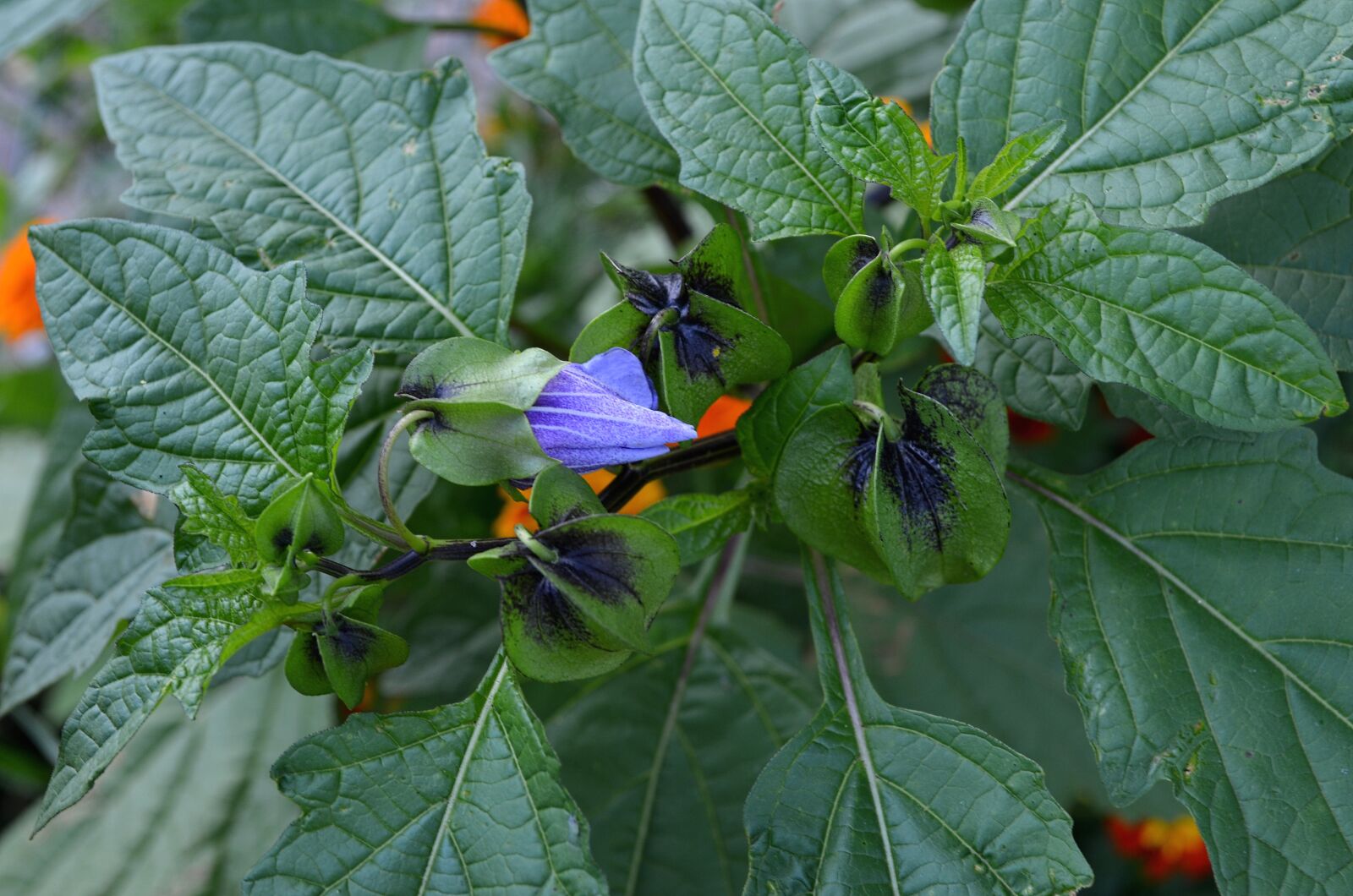 Nikon D5100 sample photo. Purple flower, greens, purple photography