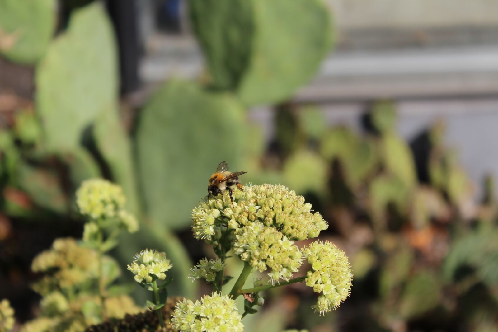 Canon EOS 700D (EOS Rebel T5i / EOS Kiss X7i) sample photo. Bee, flower, nature photography