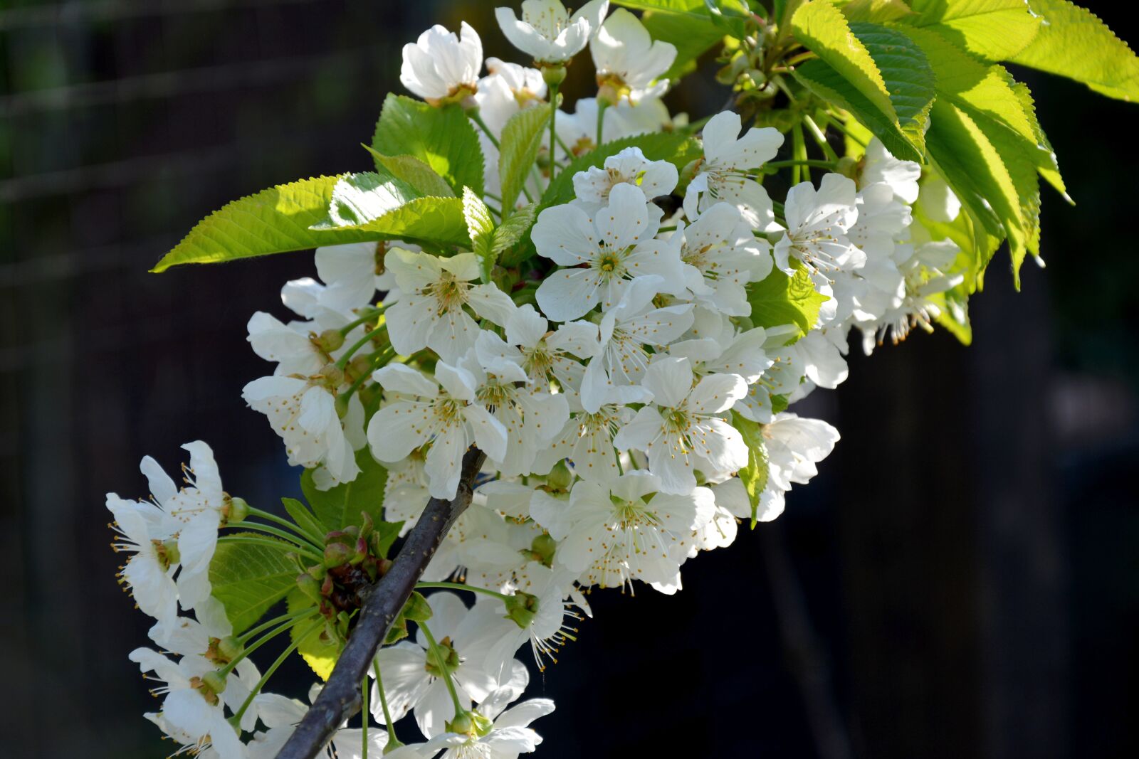 Nikon D5200 sample photo. Spring, flowers, fruit tree photography
