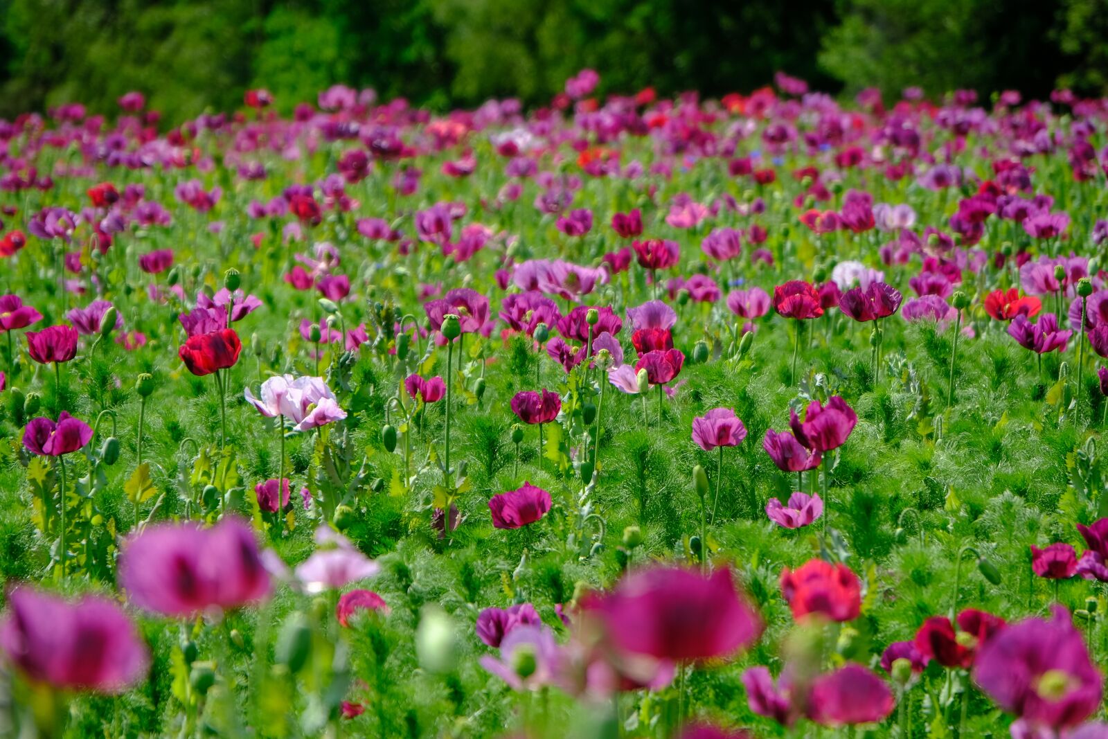 Fujifilm X-T3 sample photo. Poppy, violet, poppy flower photography