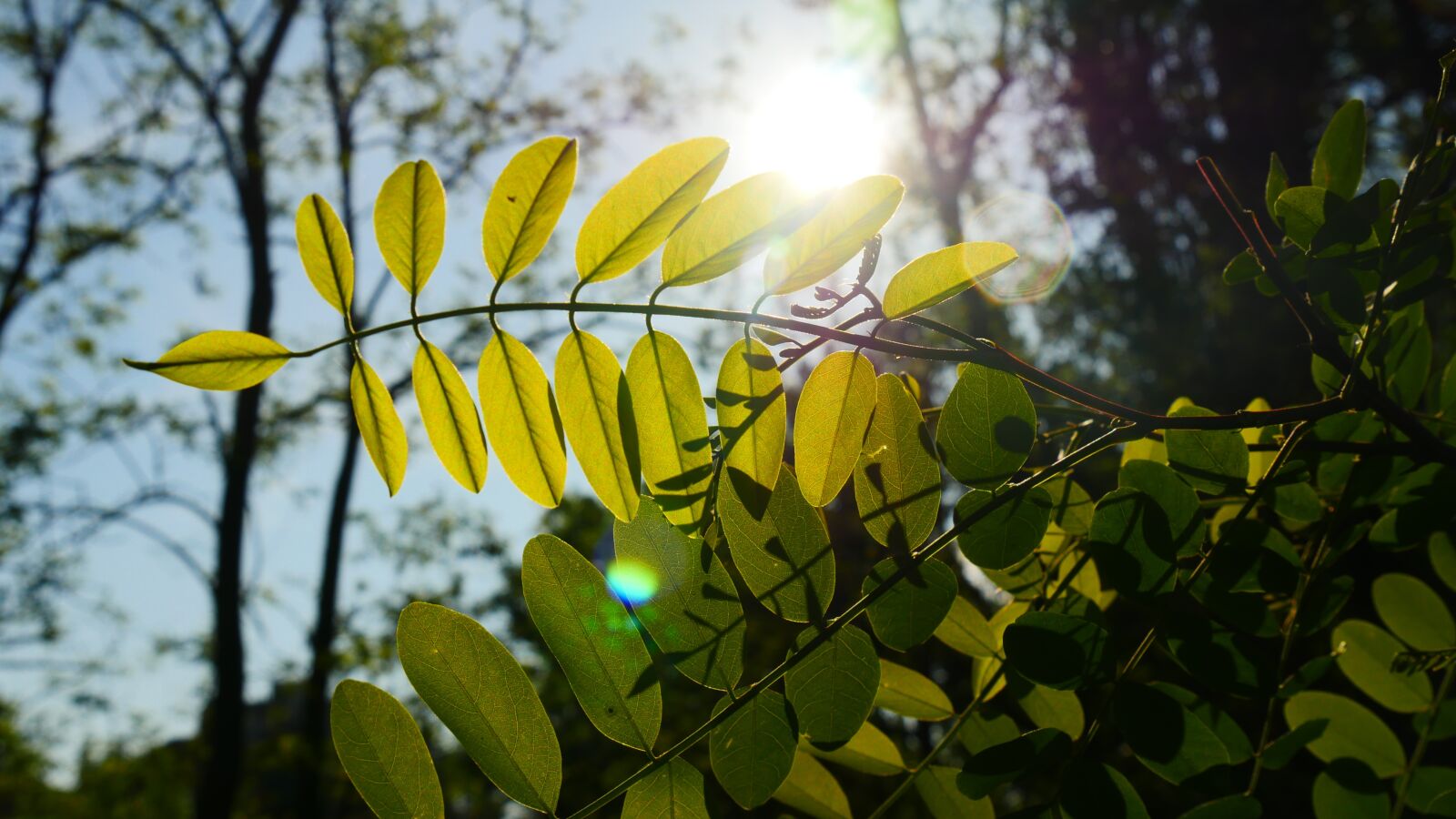 Panasonic Lumix DMC-GH4 sample photo. Sunshine, the leaves, bright photography