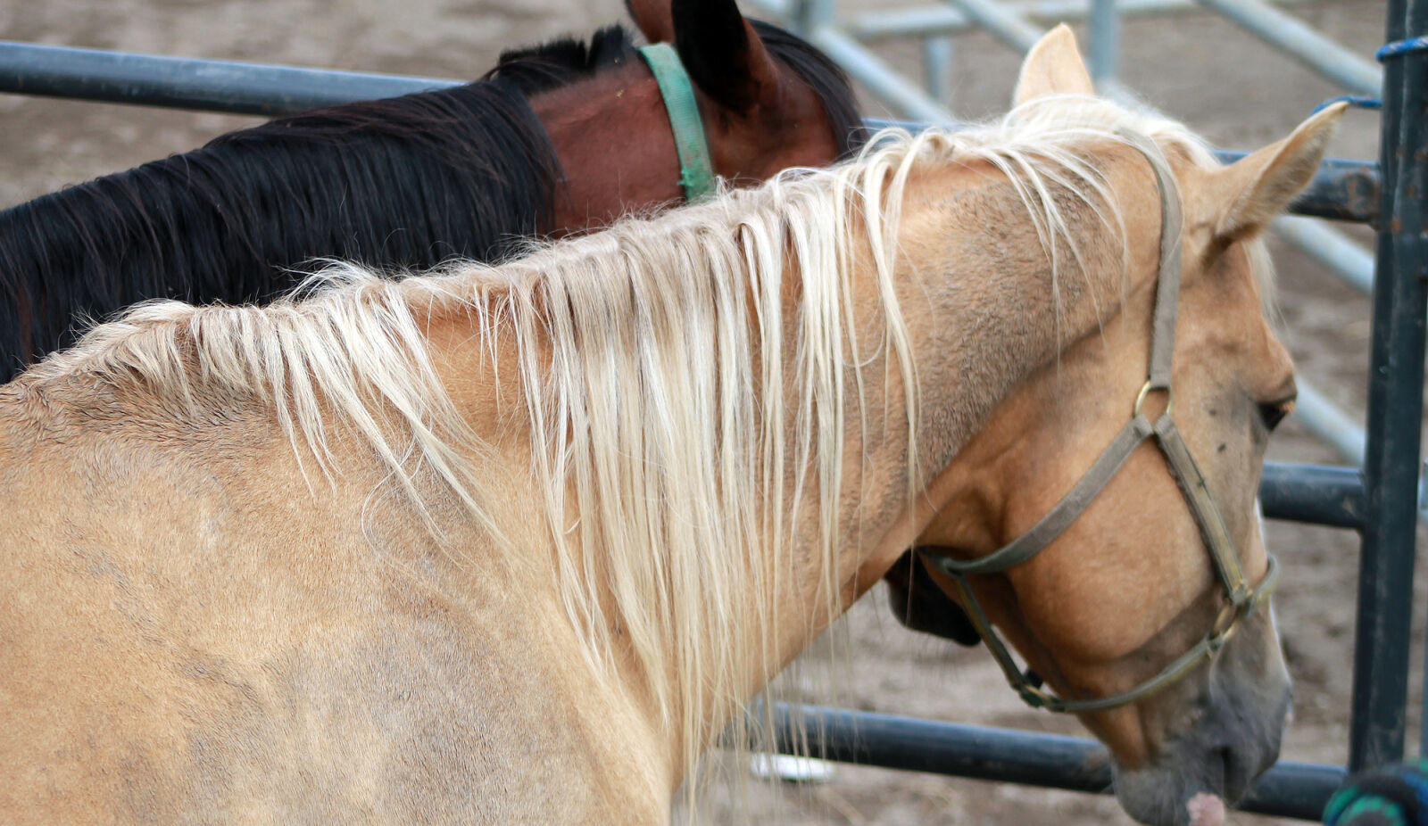 Canon EOS 1100D (EOS Rebel T3 / EOS Kiss X50) + Canon EF 75-300mm f/4-5.6 USM sample photo. Horse photography