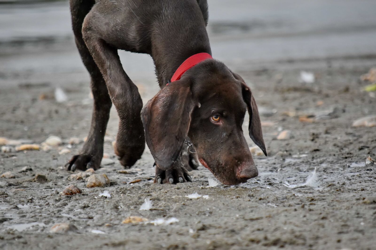 Nikon D5500 sample photo. Beach, collar, head, hunting photography