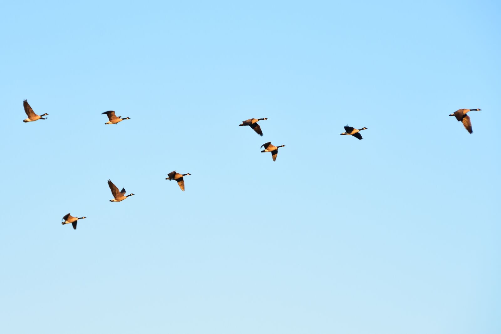 Nikon D7200 sample photo. Geese, fly, birds photography